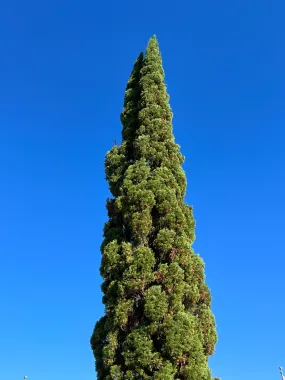 Italian Cypress Cupressus sempervirens 100 Seeds  USA Company