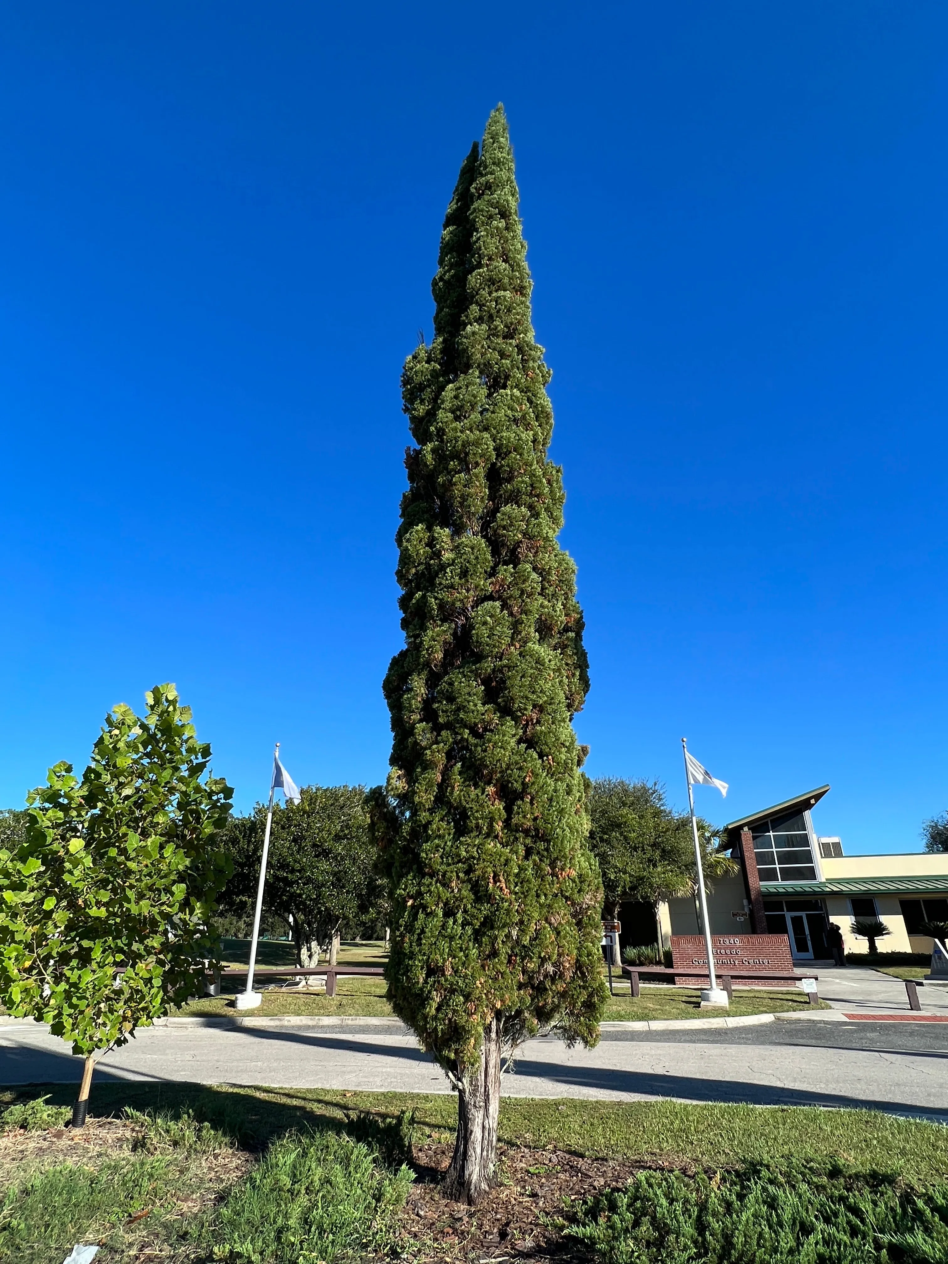 Italian Cypress Cupressus sempervirens 100 Seeds  USA Company