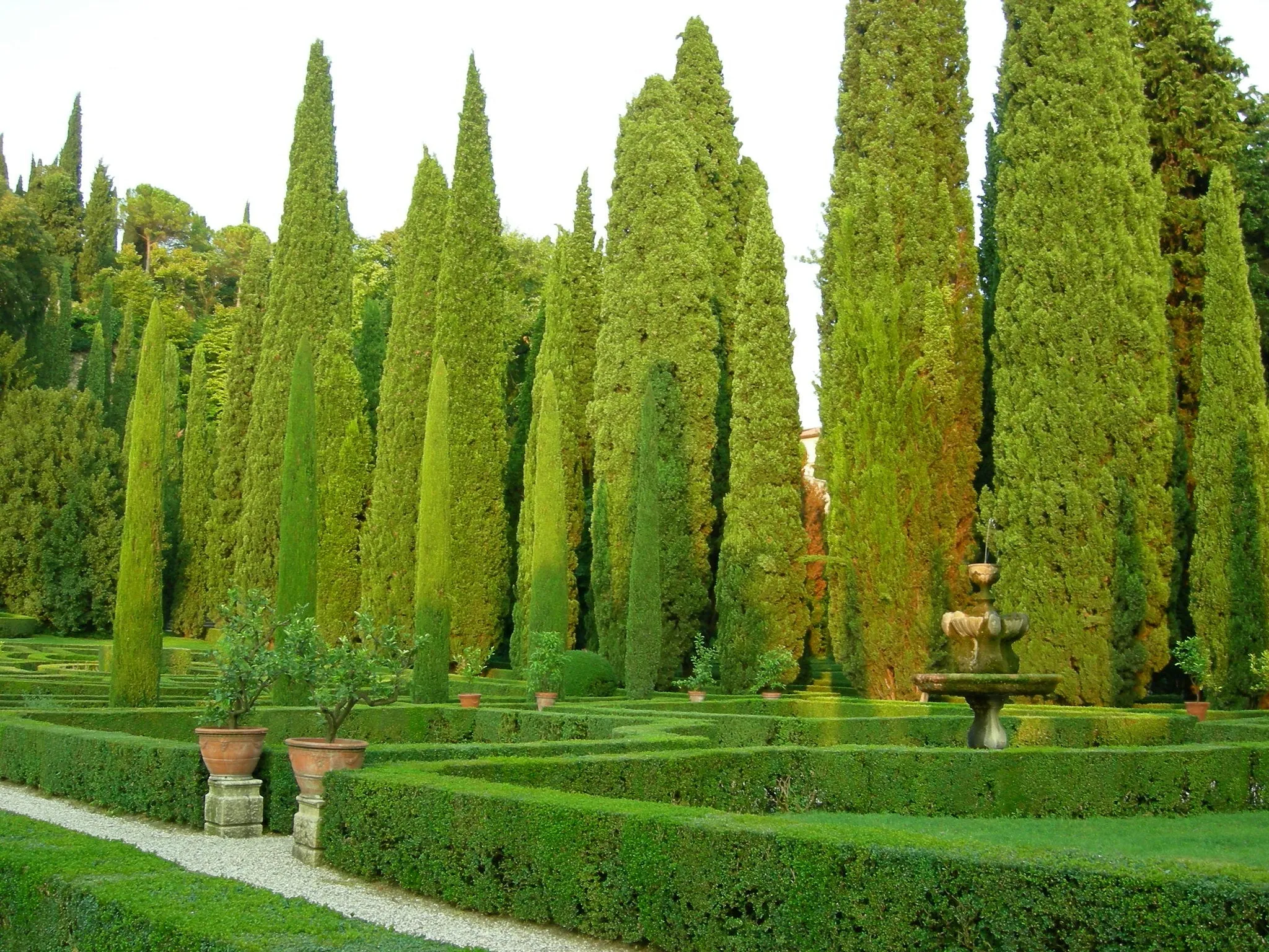 Italian Cypress Cupressus sempervirens 100 Seeds  USA Company