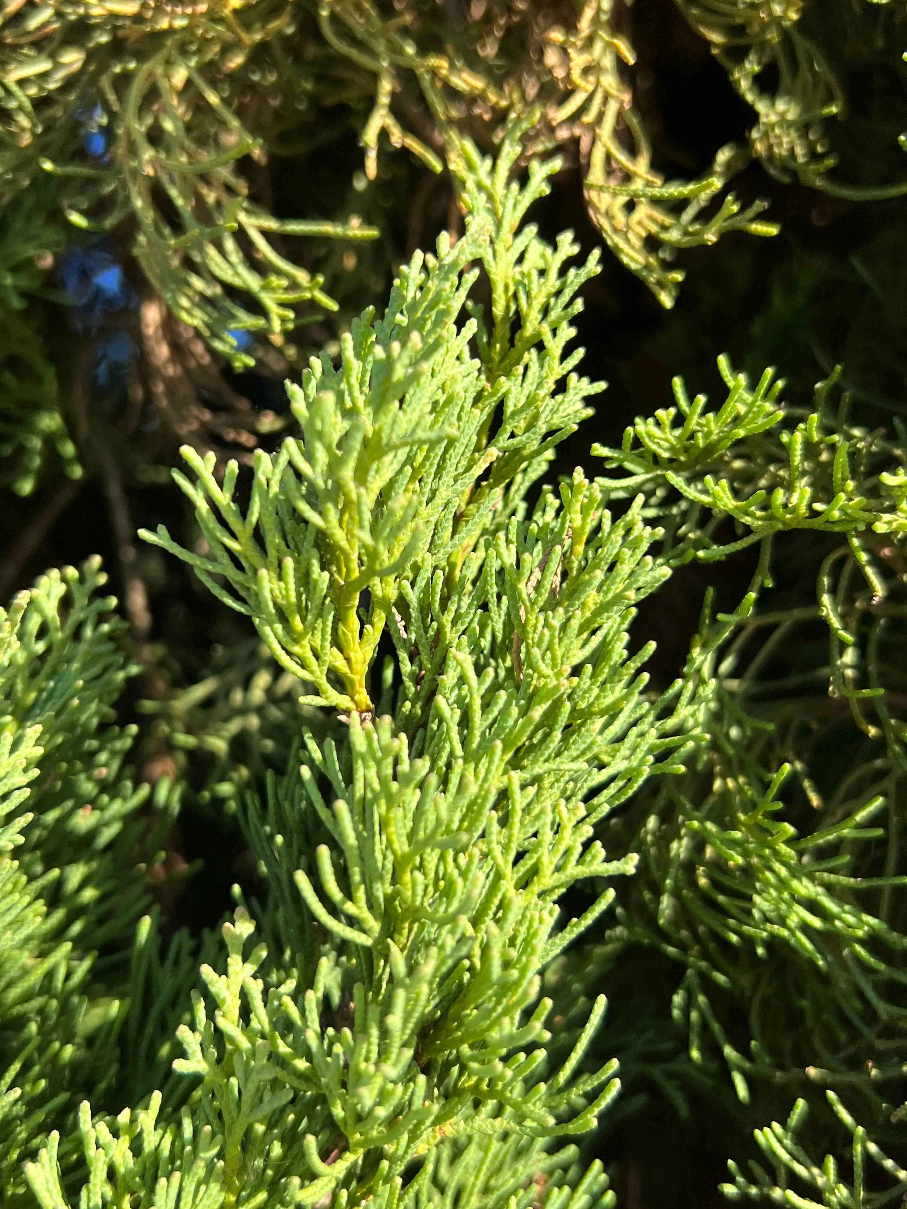 Italian Cypress Cupressus sempervirens 100 Seeds  USA Company