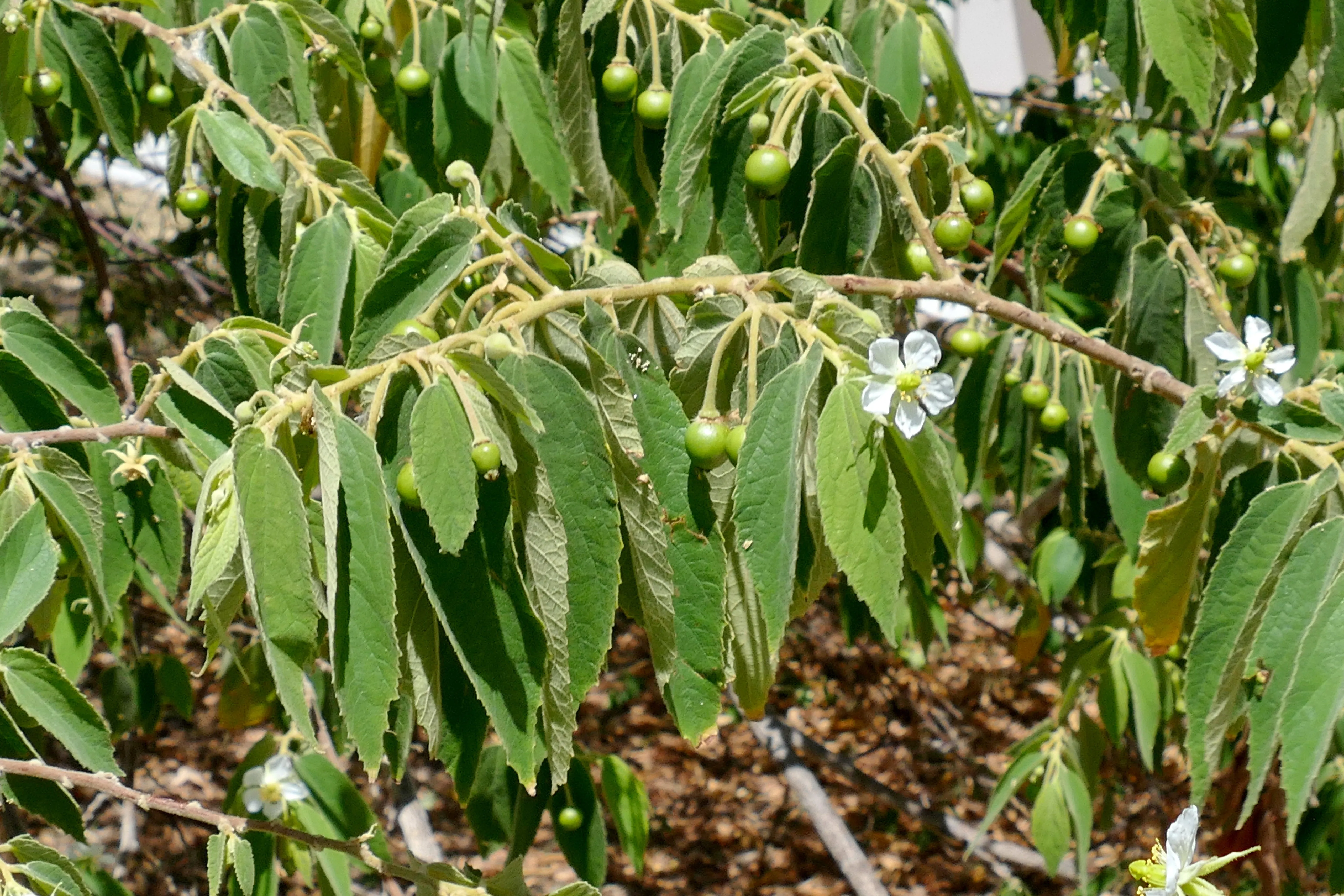 Jamaican Cherry Strawberry Tree Muntingia calabura 100 Seeds  USA Company