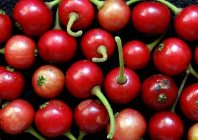 Jamaican Cherry Strawberry Tree Muntingia calabura 100 Seeds  USA Company