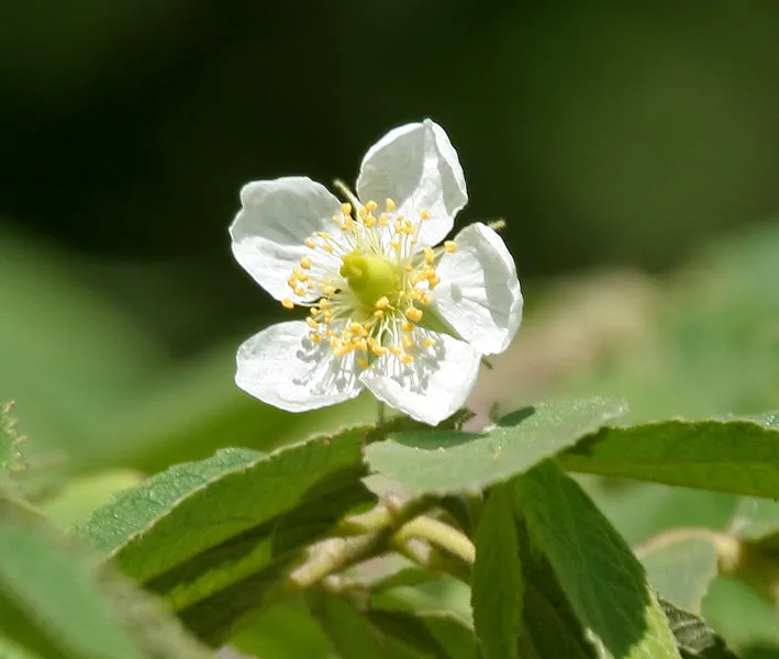 Jamaican Cherry Strawberry Tree Muntingia calabura 100 Seeds  USA Company