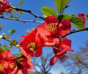 Japanese Quince Chaenomeles japonica 100 Seeds  USA Company