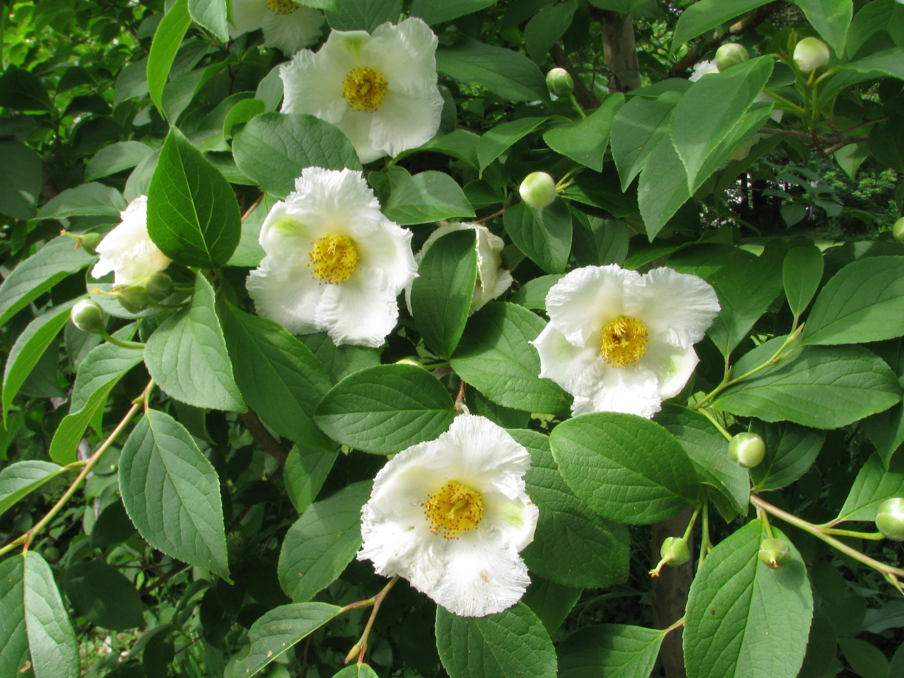 Japanese Stewartia Stewartia pseudocamellia 10 Seeds  USA Company