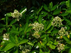 Mirror Leaf Viburnum  10 Seeds  Viburnum awabuki  USA Company