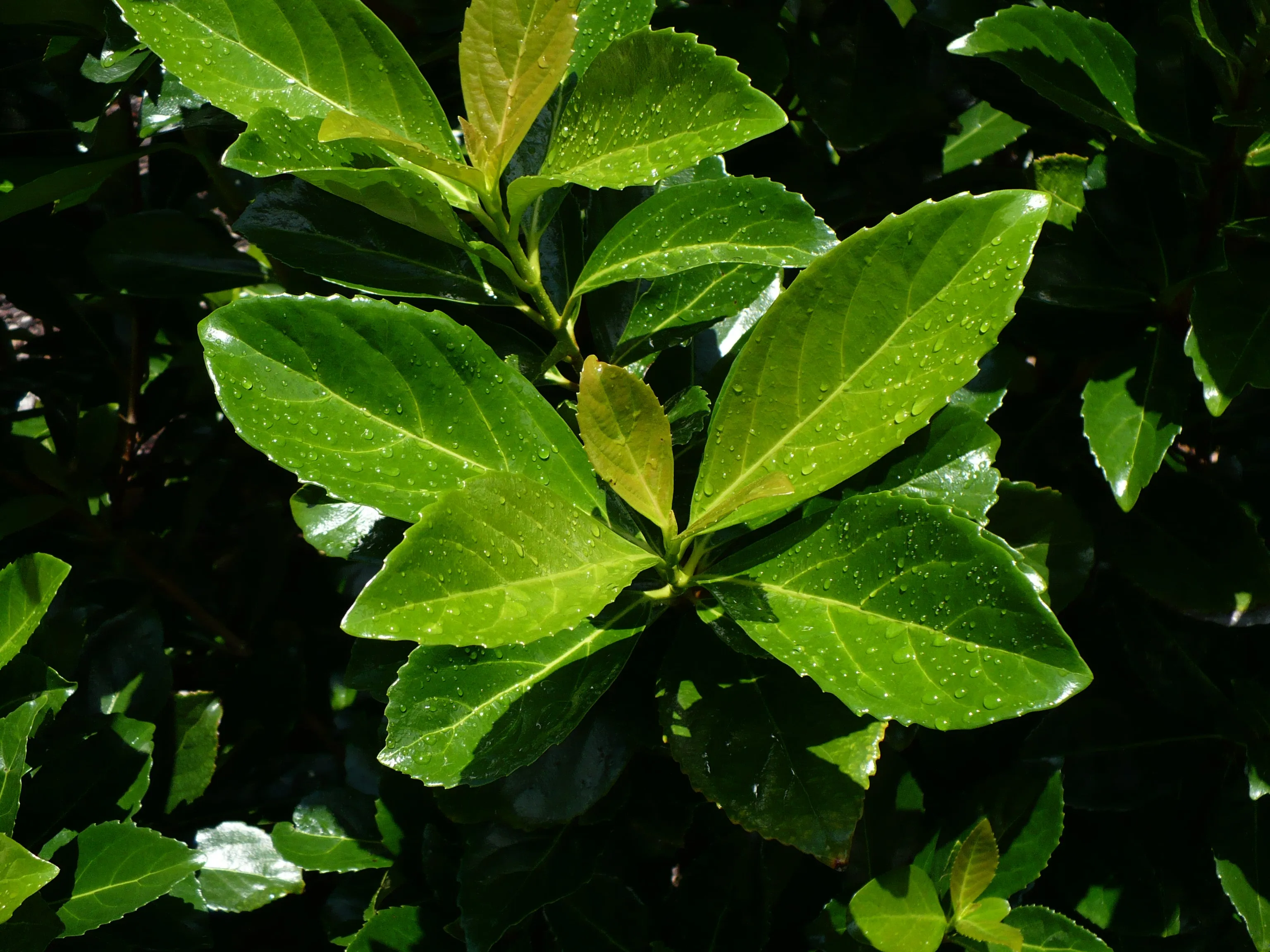 Mirror Leaf Viburnum  10 Seeds  Viburnum awabuki  USA Company