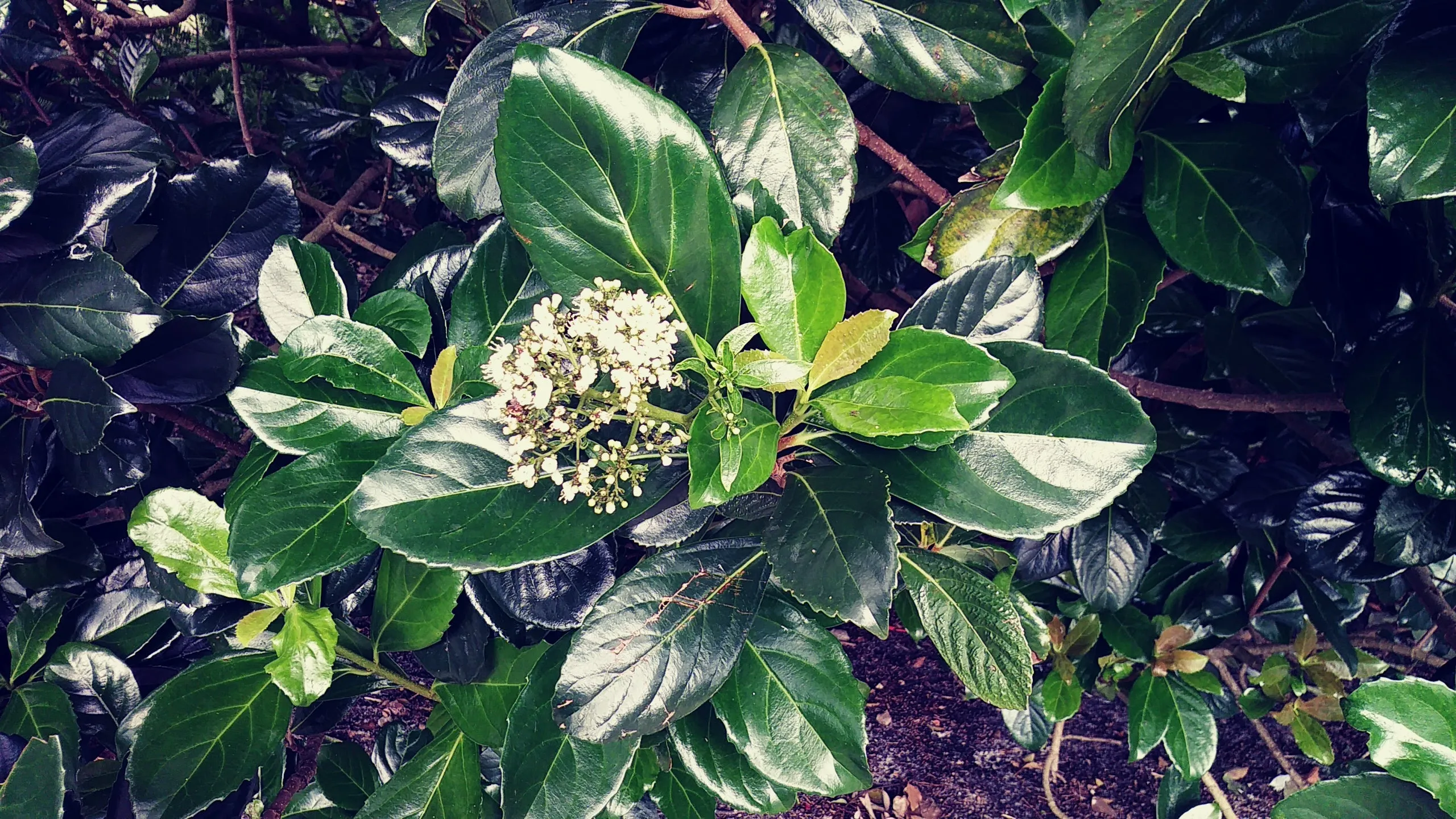 Mirror Leaf Viburnum  10 Seeds  Viburnum awabuki  USA Company