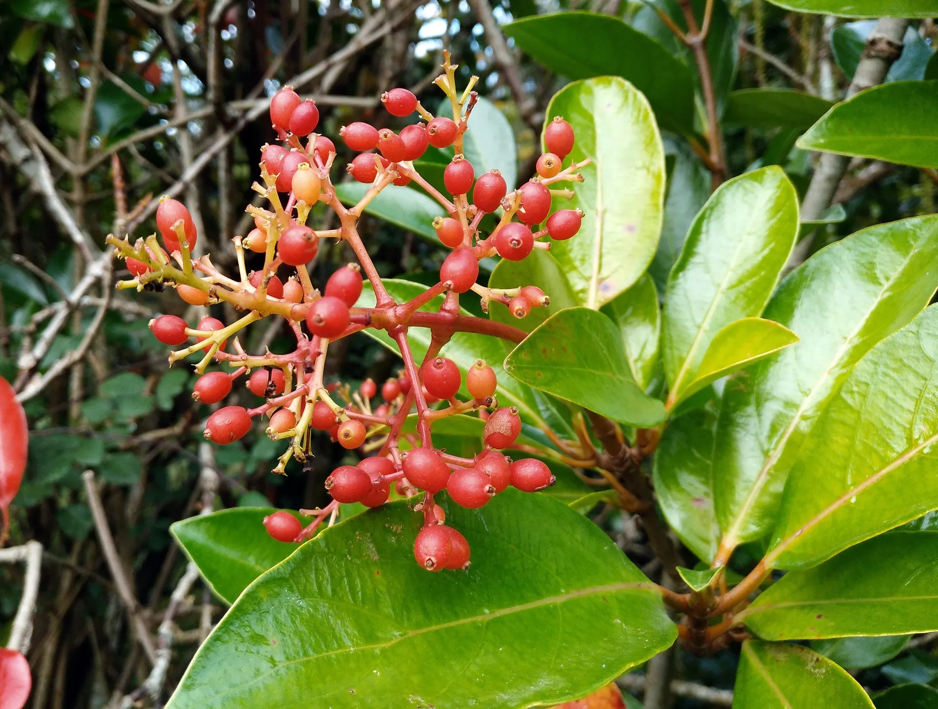 Mirror Leaf Viburnum  10 Seeds  Viburnum awabuki  USA Company