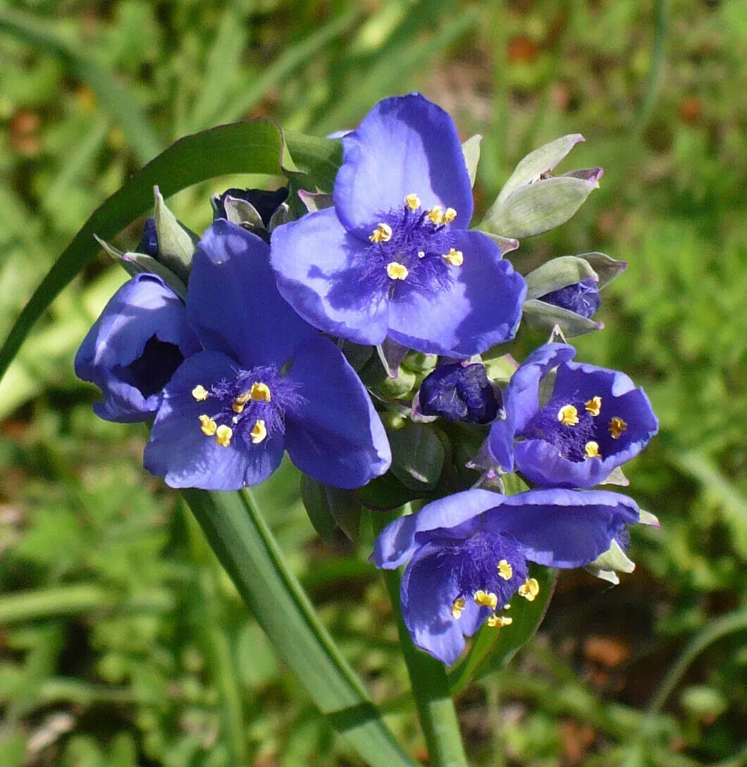 Ohio Spiderwort Tradescantia ohiensis 100 Seeds   USA Company