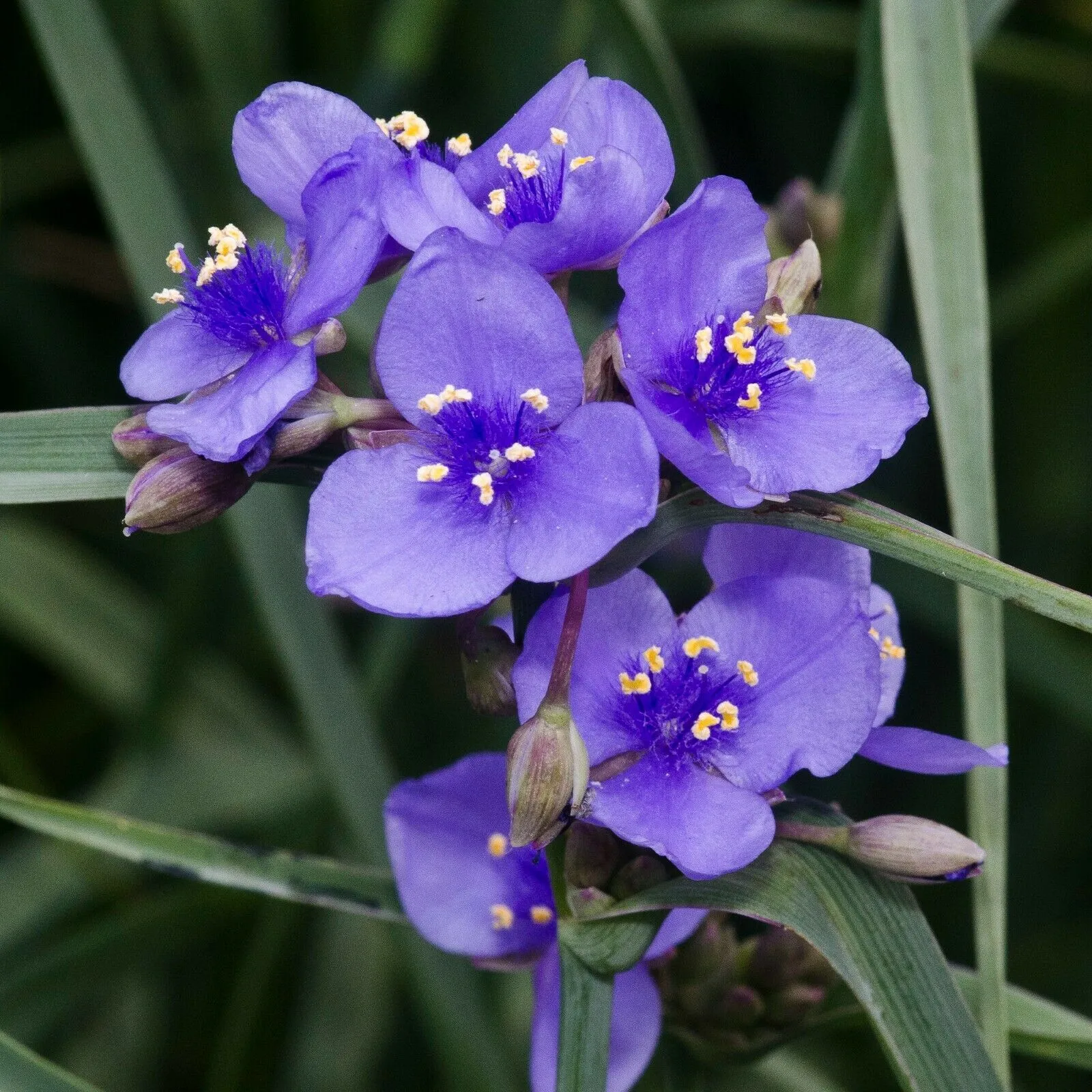 Ohio Spiderwort Tradescantia ohiensis 100 Seeds   USA Company