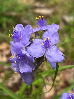 Ohio Spiderwort Tradescantia ohiensis 100 Seeds   USA Company