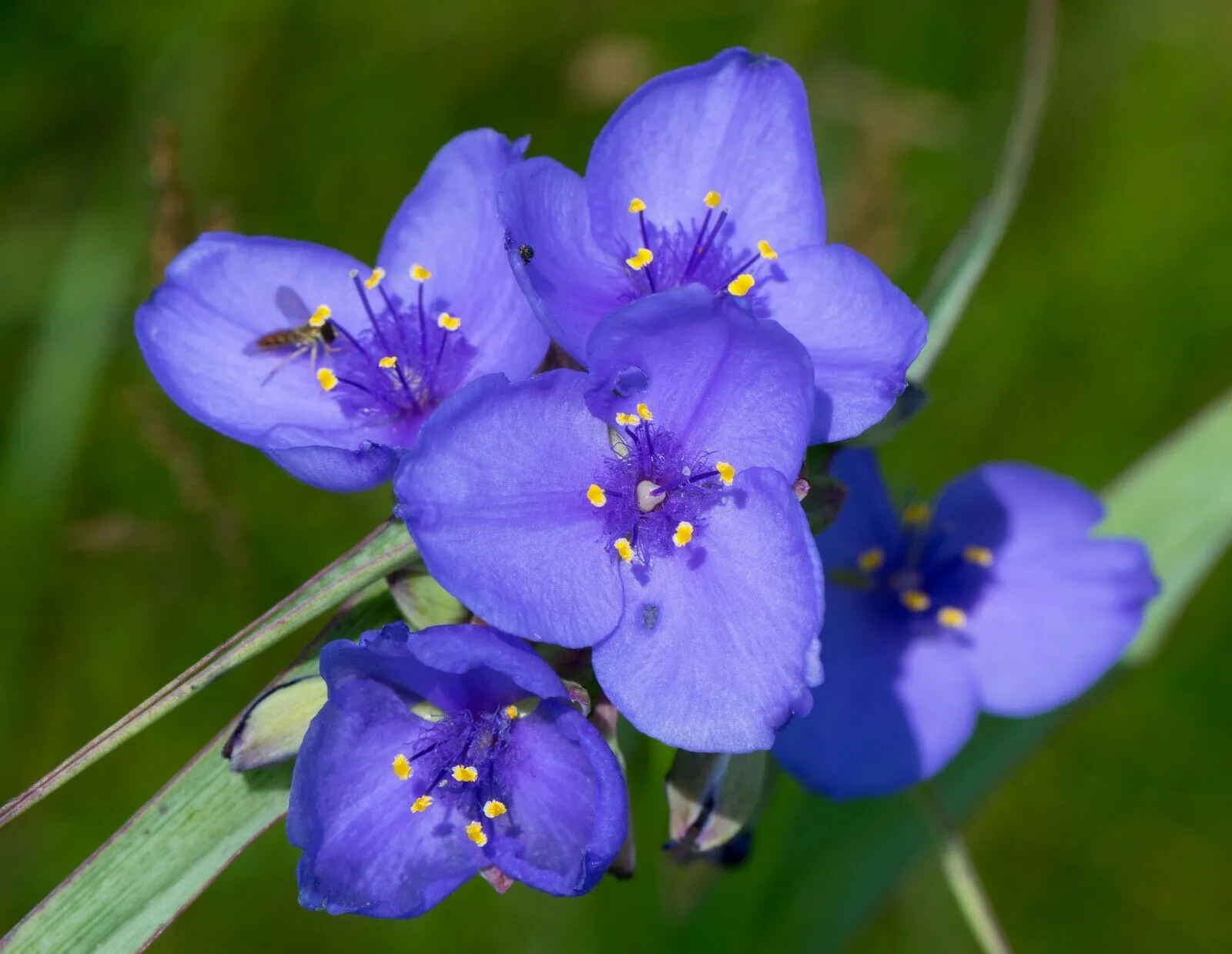 Ohio Spiderwort Tradescantia ohiensis 100 Seeds   USA Company
