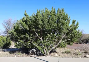 One-Seeded Juniper  Juniperus monosperma  100 Seeds  USA Company