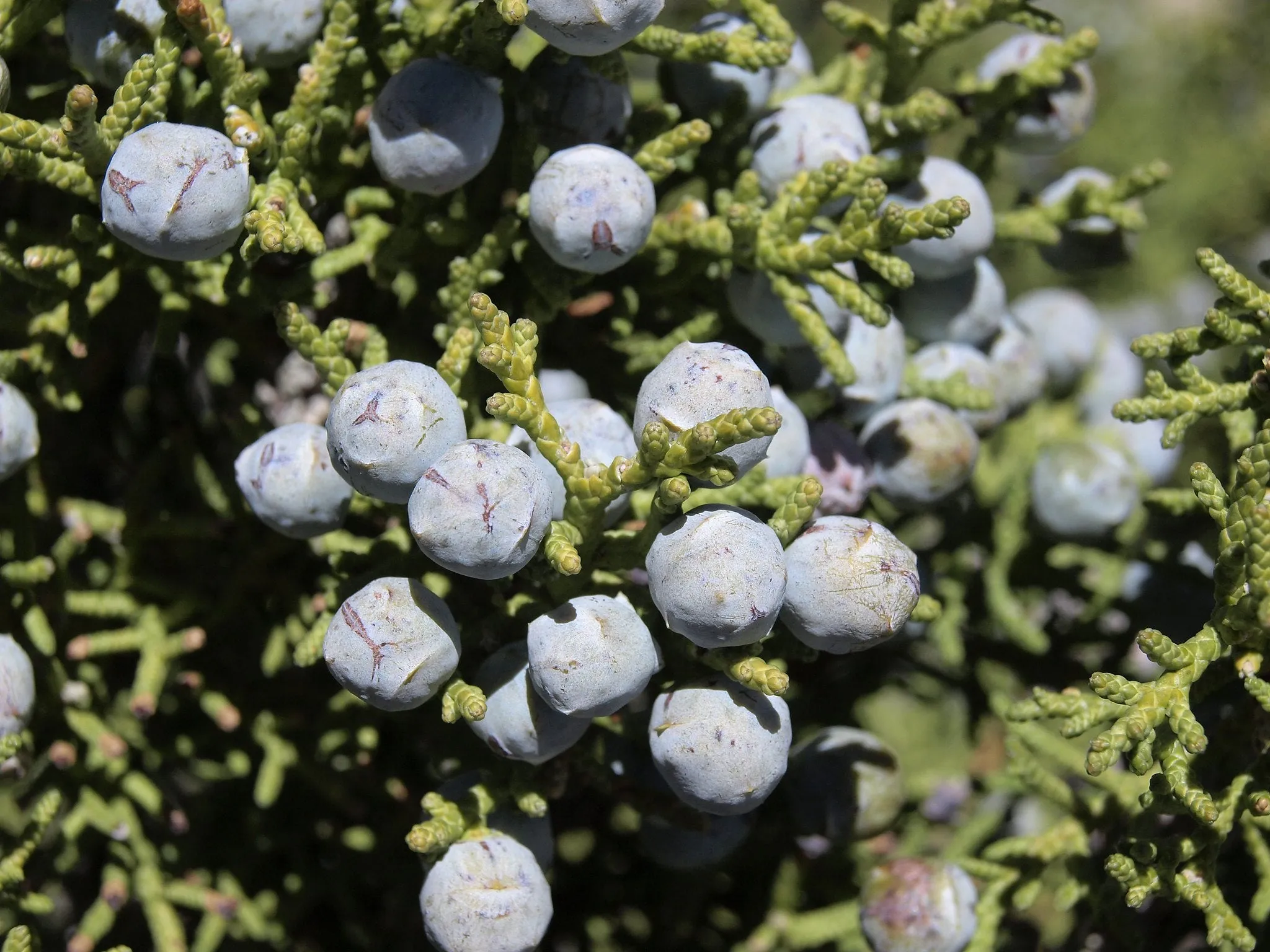 One-Seeded Juniper  Juniperus monosperma  100 Seeds  USA Company