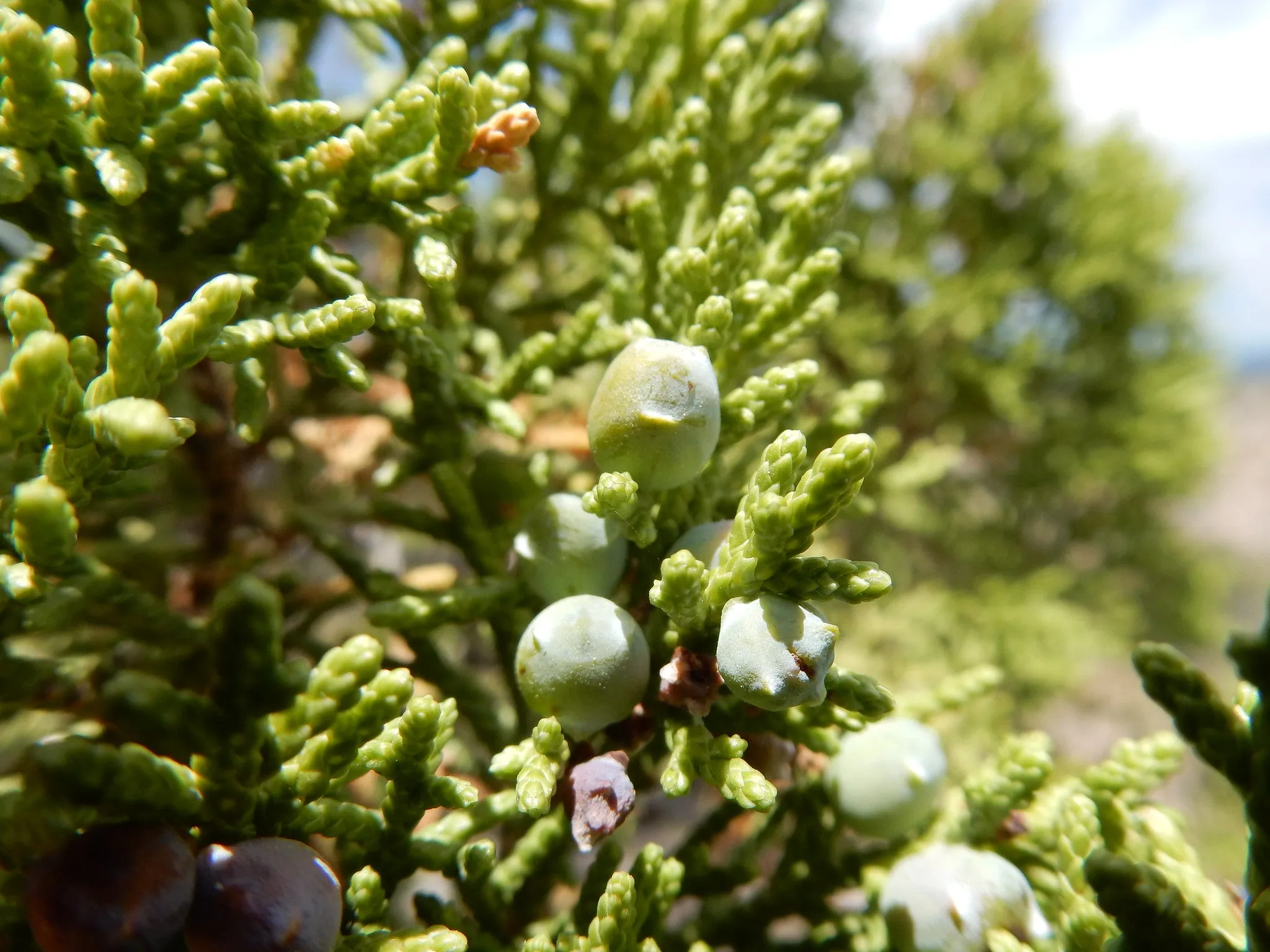 One-Seeded Juniper  Juniperus monosperma  100 Seeds  USA Company