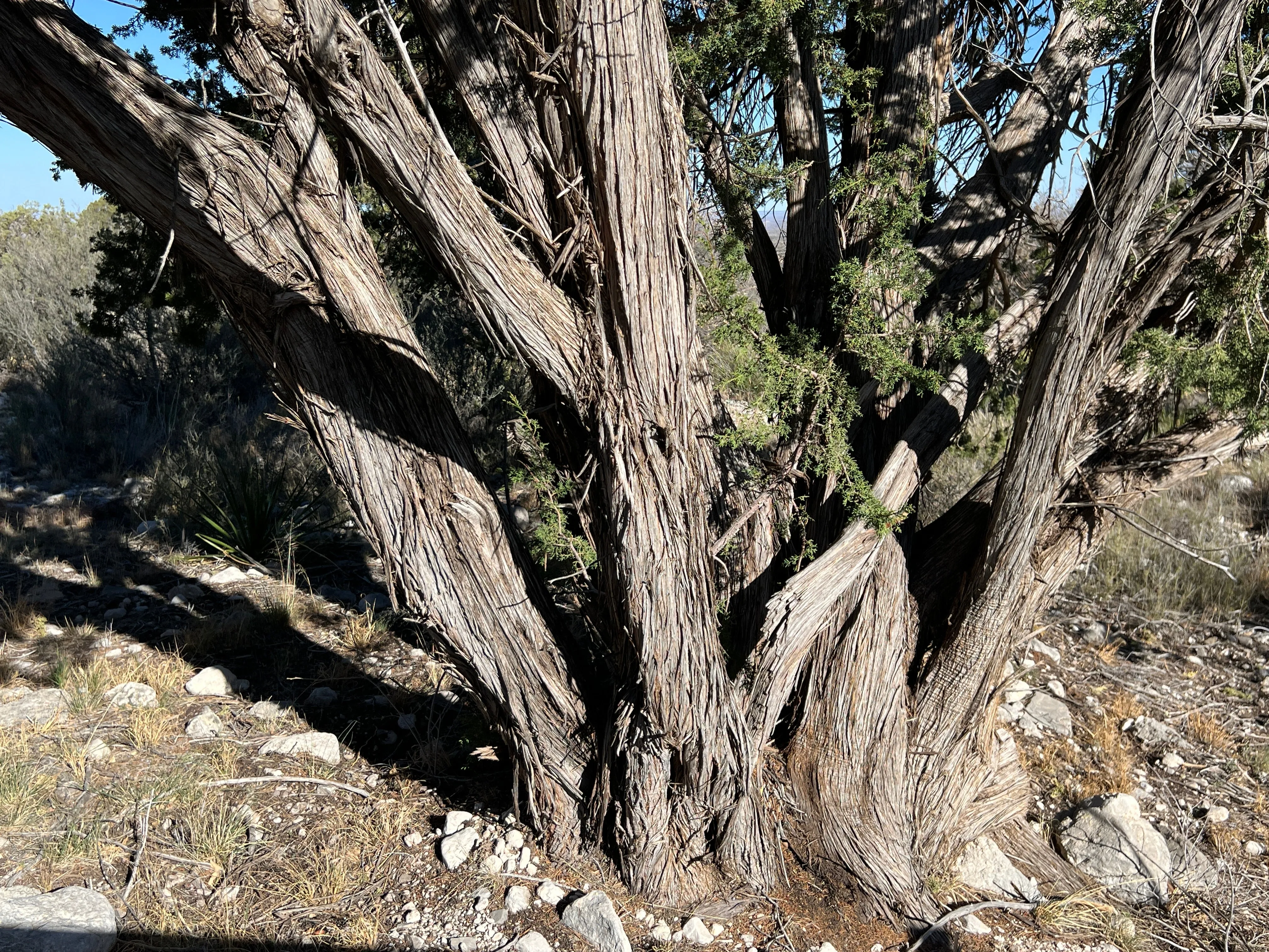 One-Seeded Juniper  Juniperus monosperma  100 Seeds  USA Company