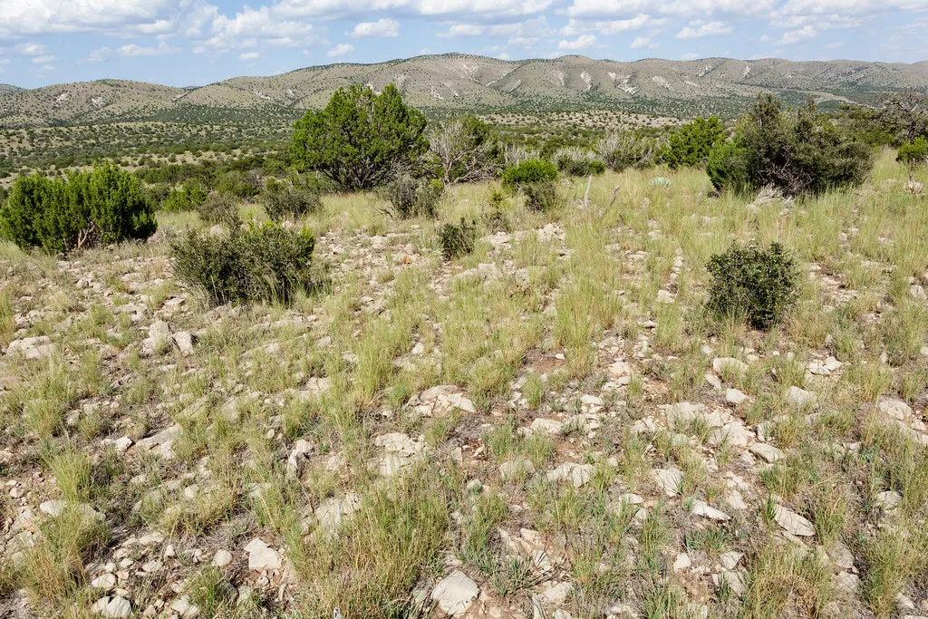 One-Seeded Juniper  Juniperus monosperma  100 Seeds  USA Company