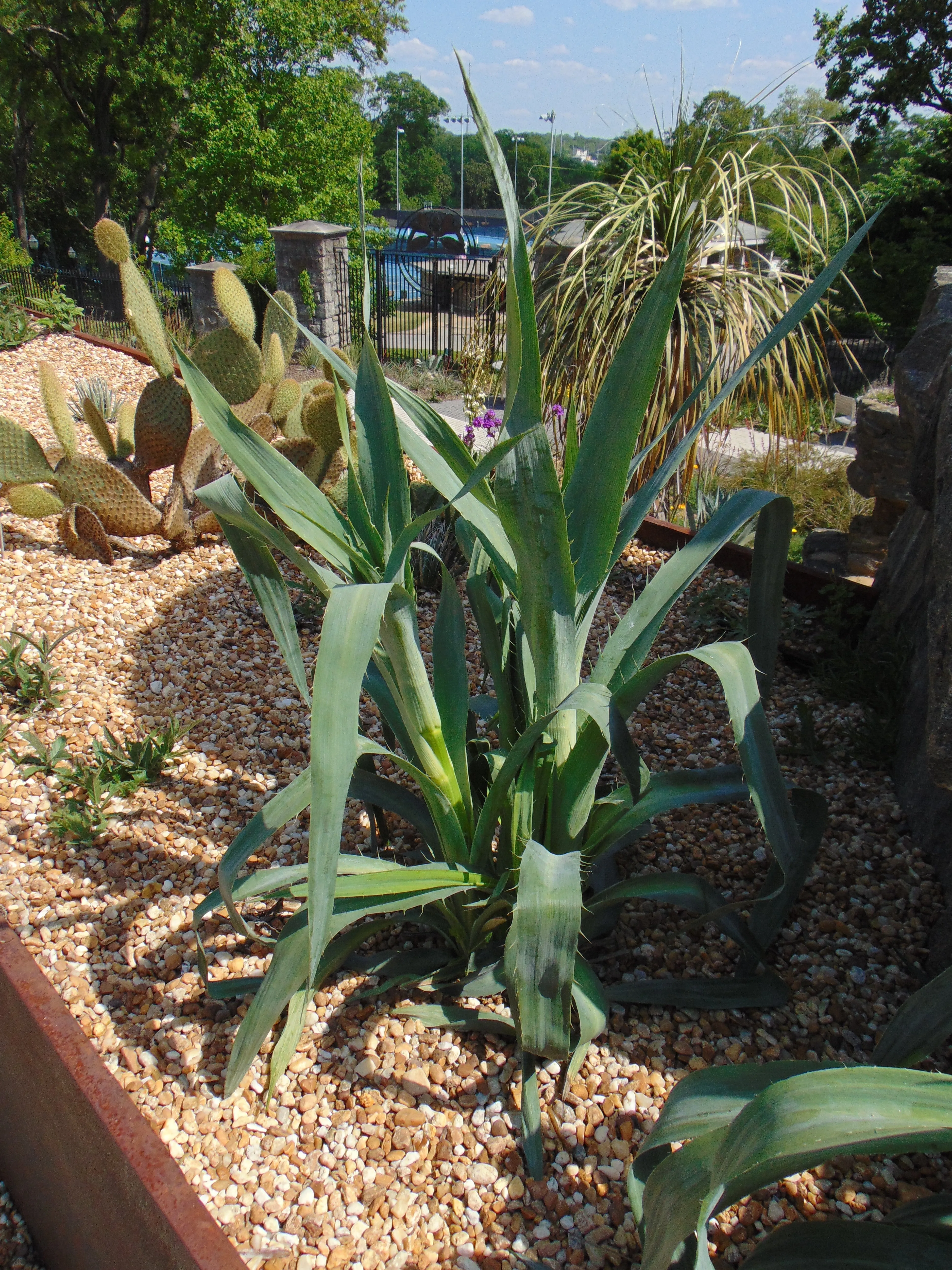 Rattlesnake Master Eryngium yuccifolium 500 Seeds  USA Company