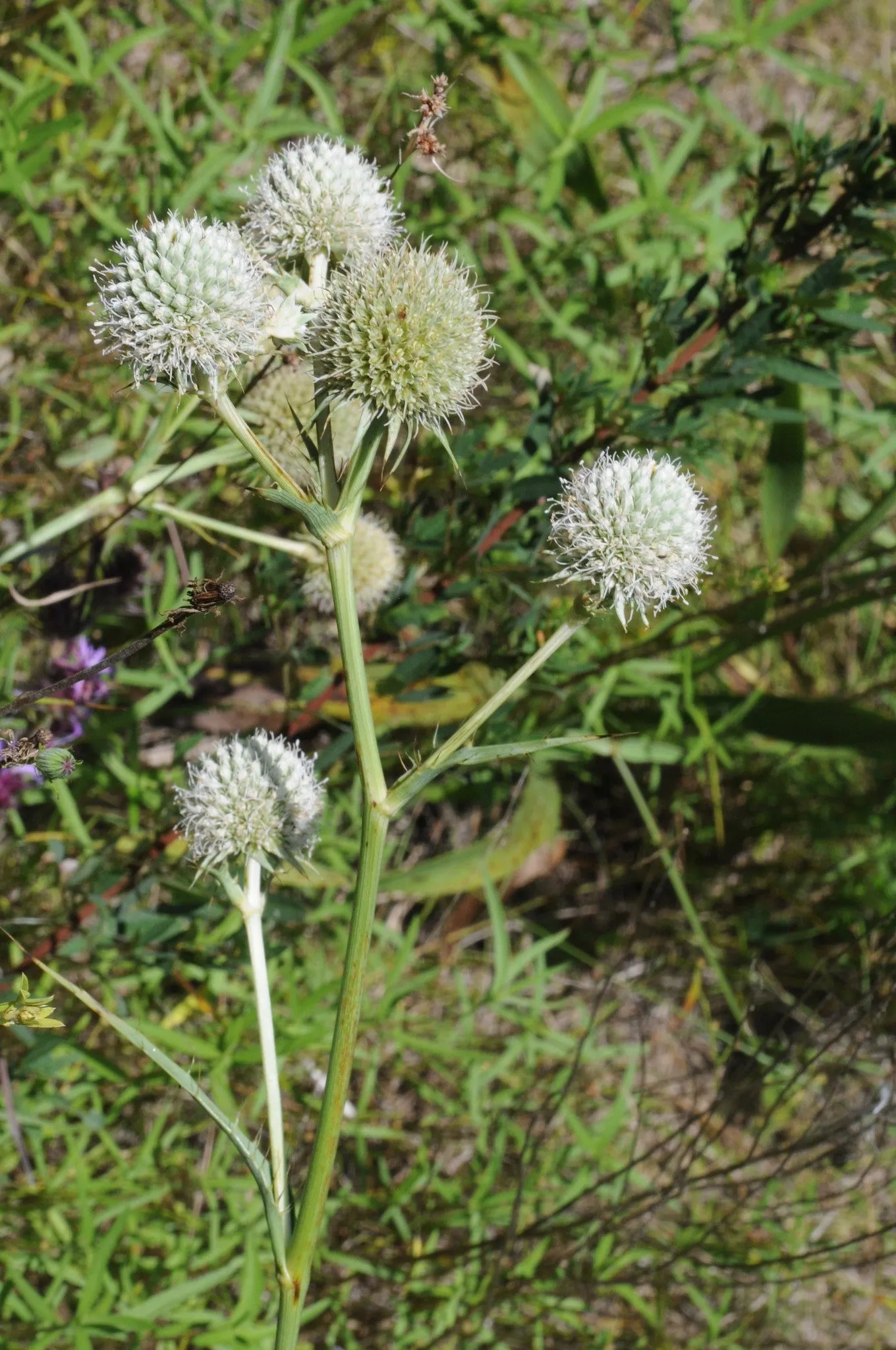 Rattlesnake Master Eryngium yuccifolium 500 Seeds  USA Company