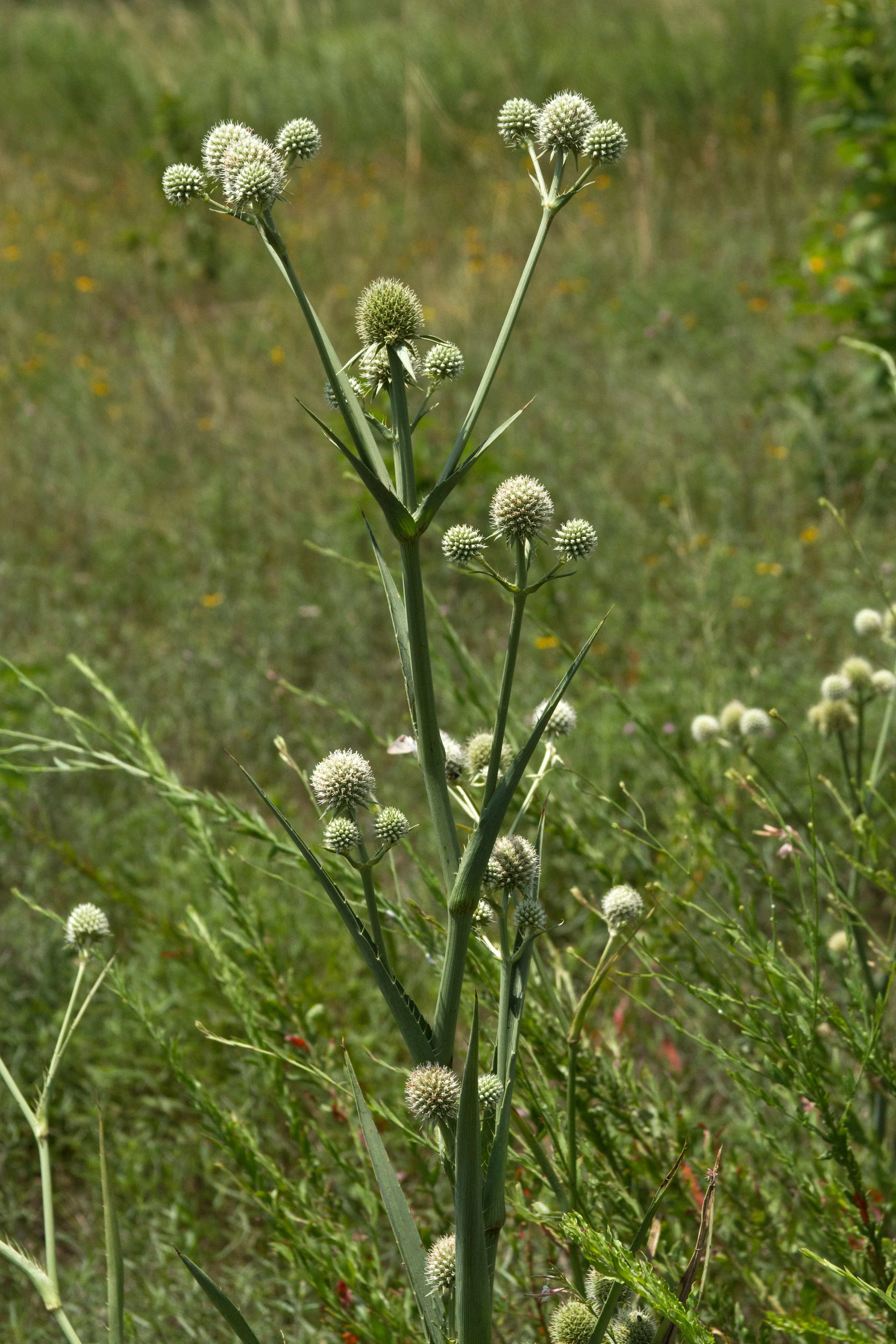 Rattlesnake Master Eryngium yuccifolium 500 Seeds  USA Company
