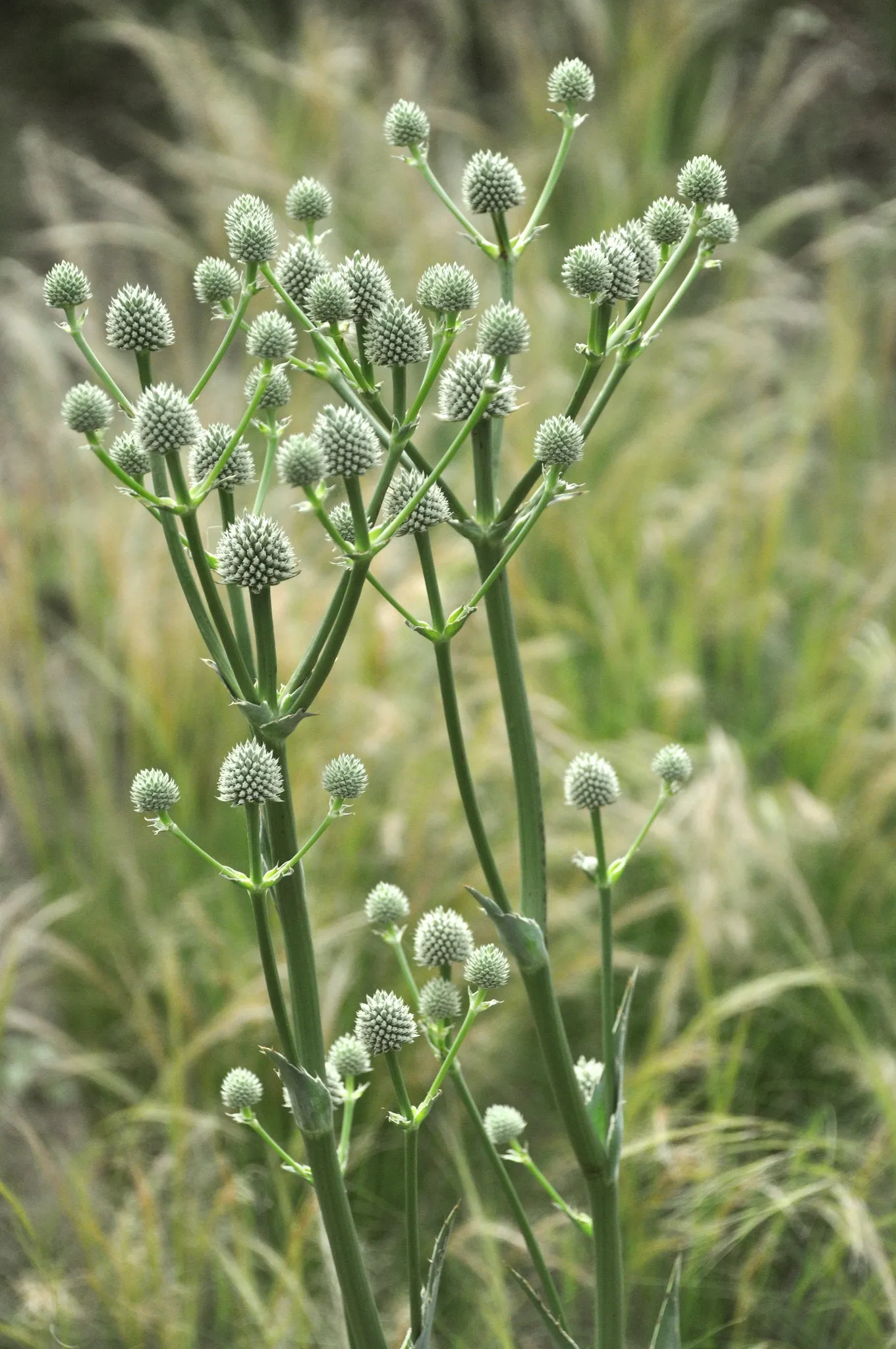 Rattlesnake Master Eryngium yuccifolium 500 Seeds  USA Company