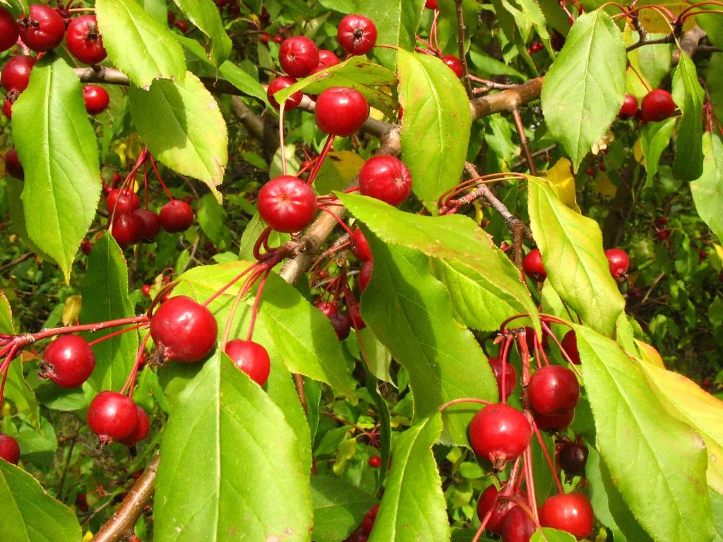 Sargent's Crabapple Malus sargentii 100 Seeds  USA Company