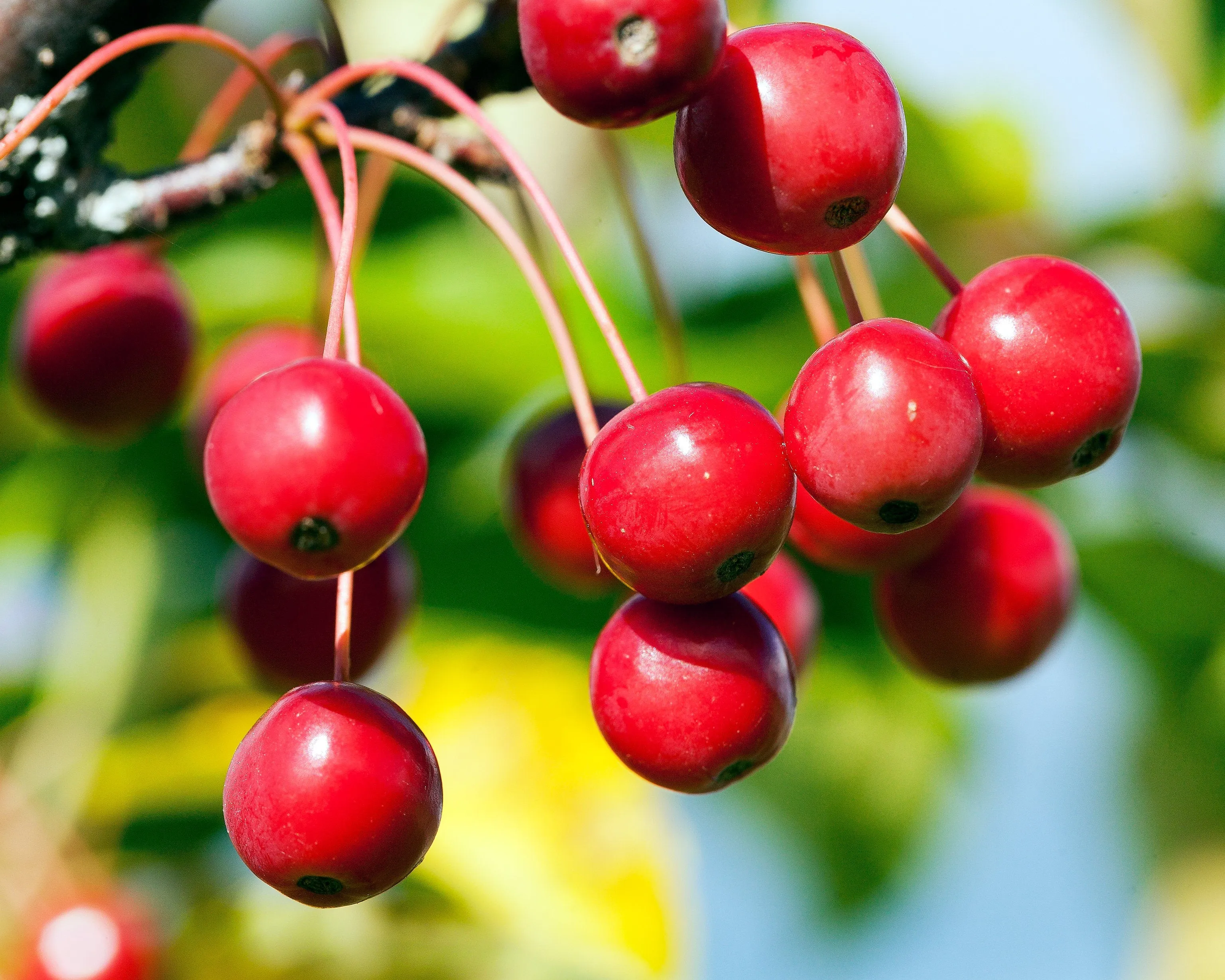 Sargent's Crabapple Malus sargentii 100 Seeds  USA Company