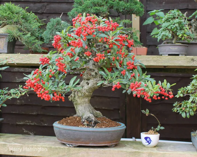 Scarlet Firethorn Pyracantha coccinea 10 Seeds  USA Company