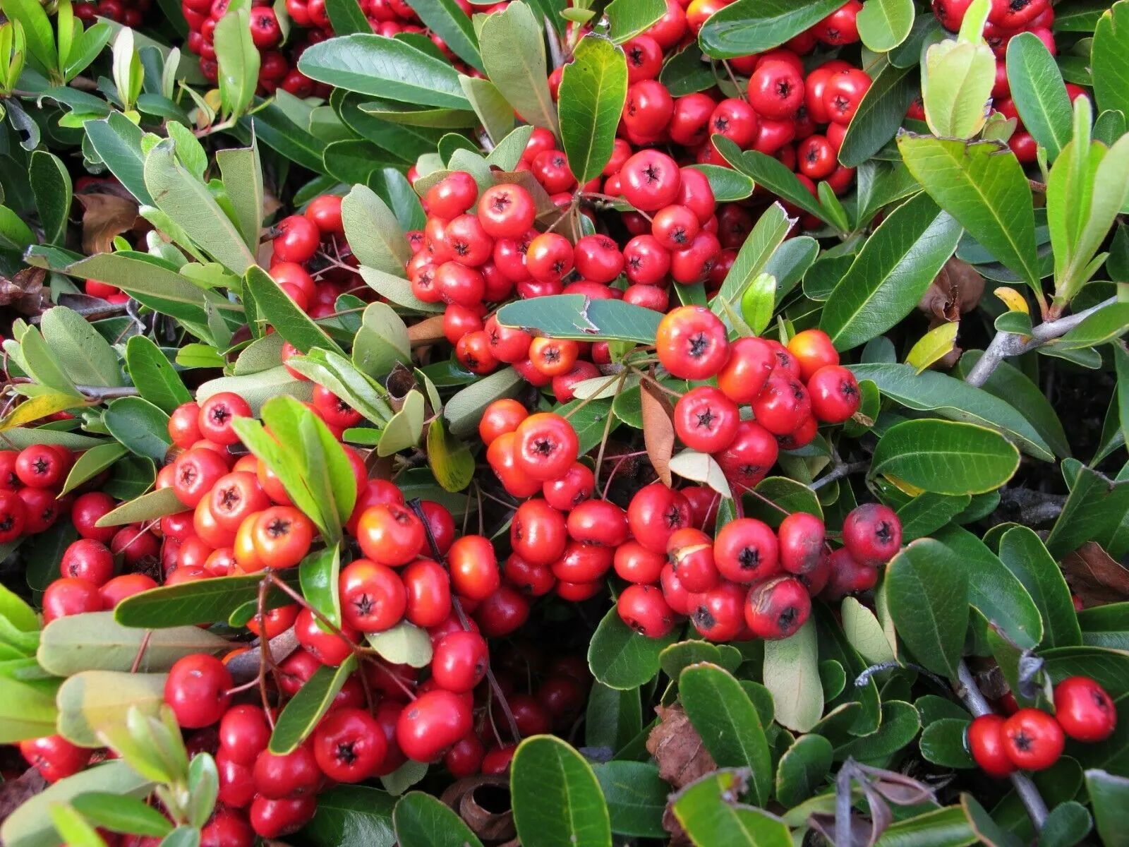Scarlet Firethorn Pyracantha coccinea 10 Seeds  USA Company