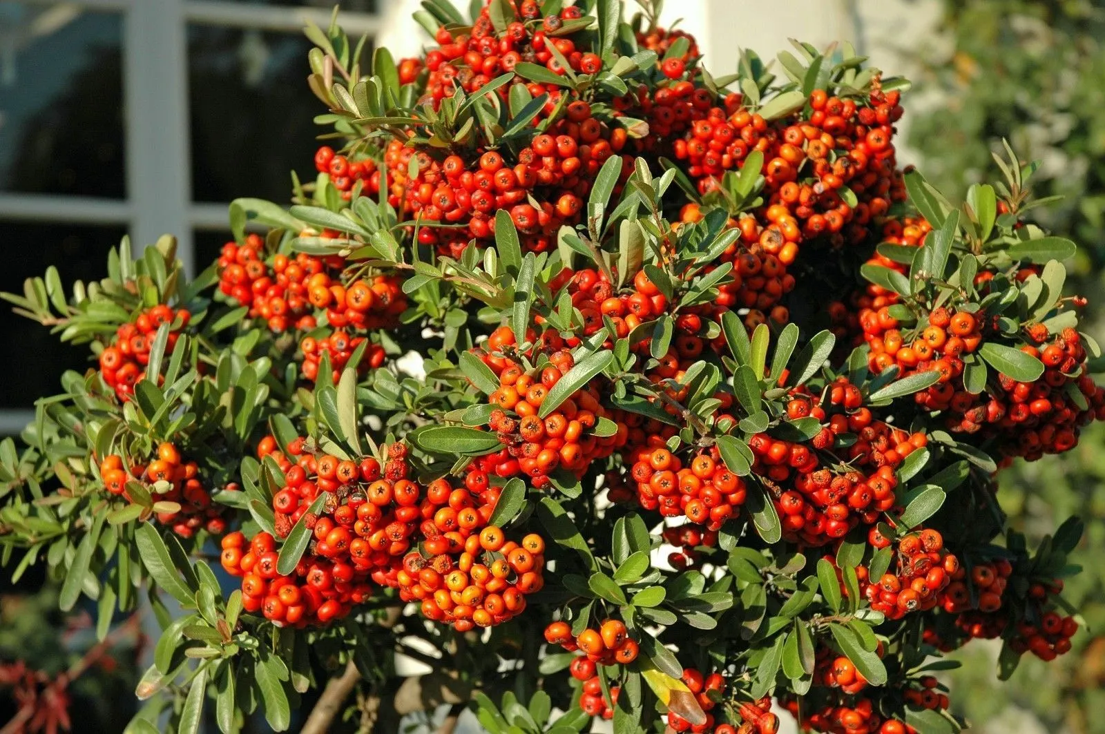 Scarlet Firethorn Pyracantha coccinea 10 Seeds  USA Company