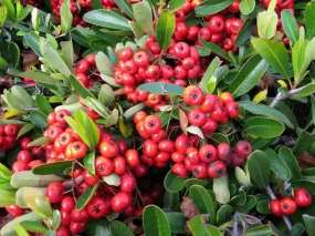 Scarlet Firethorn Pyracantha coccinea 10 Seeds  USA Company