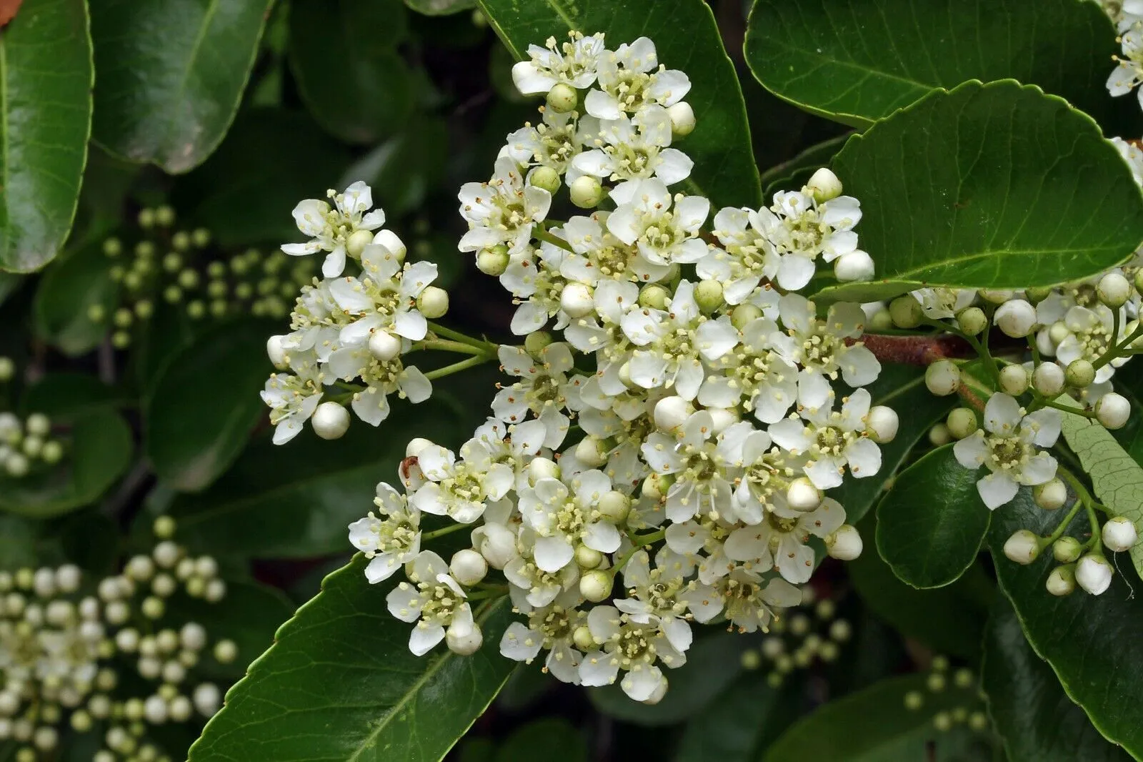 Scarlet Firethorn Pyracantha coccinea 10 Seeds  USA Company