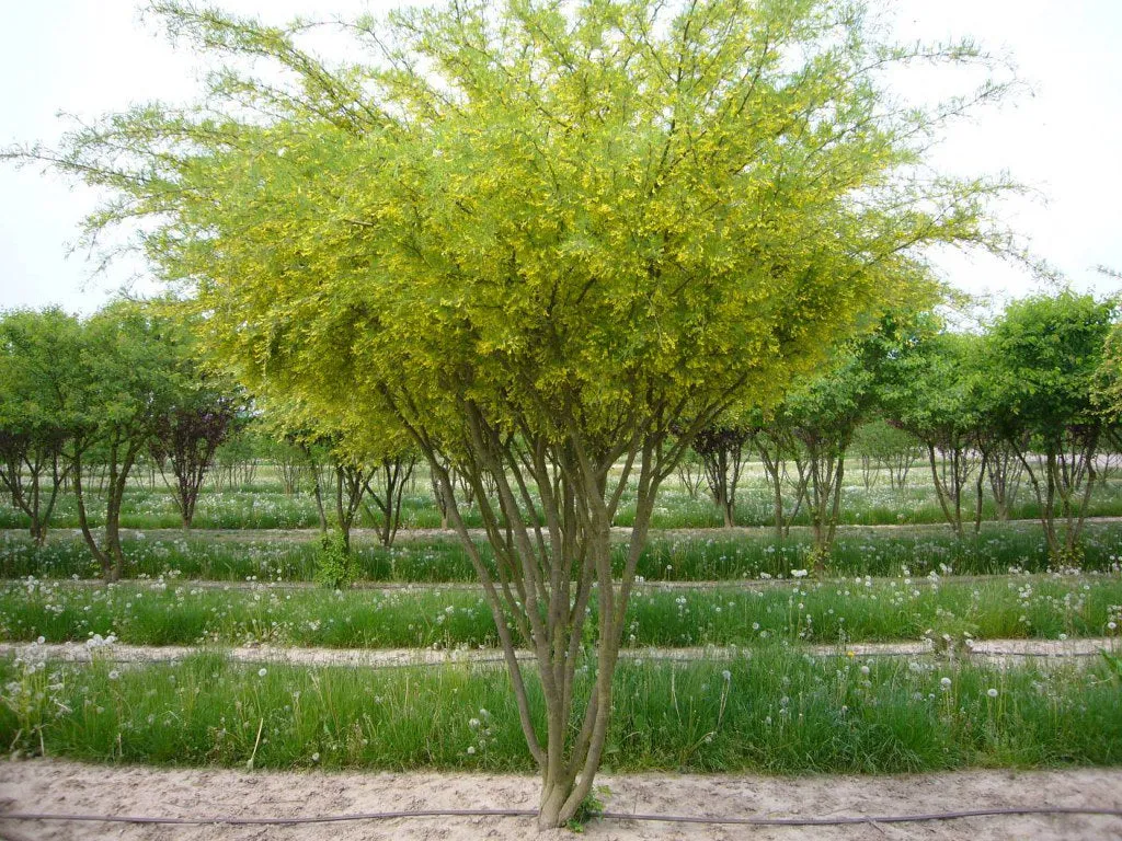 Siberian Pea Tree  Caragana arborescens  100 Seeds  USA Company