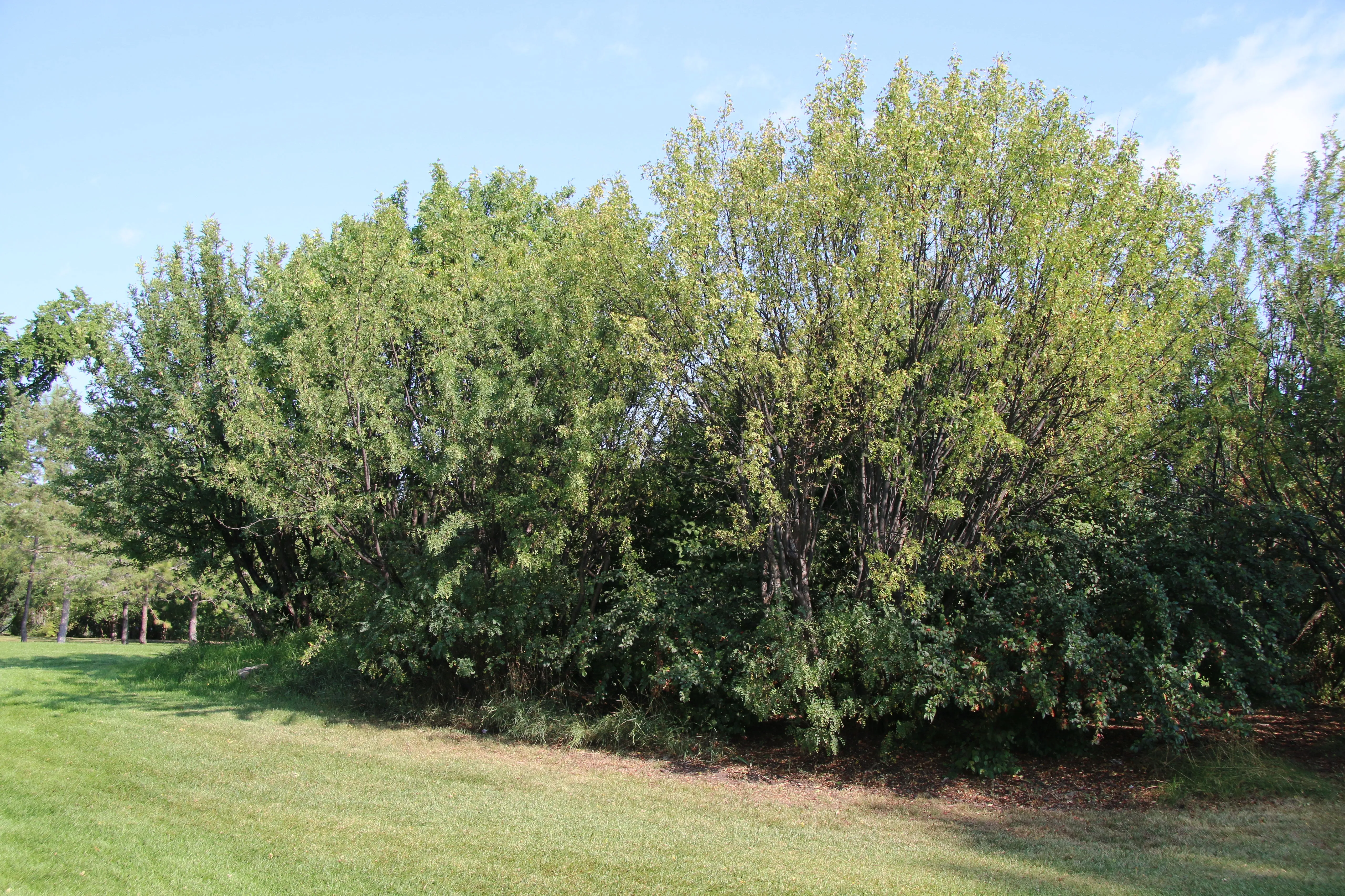 Siberian Pea Tree  Caragana arborescens  100 Seeds  USA Company