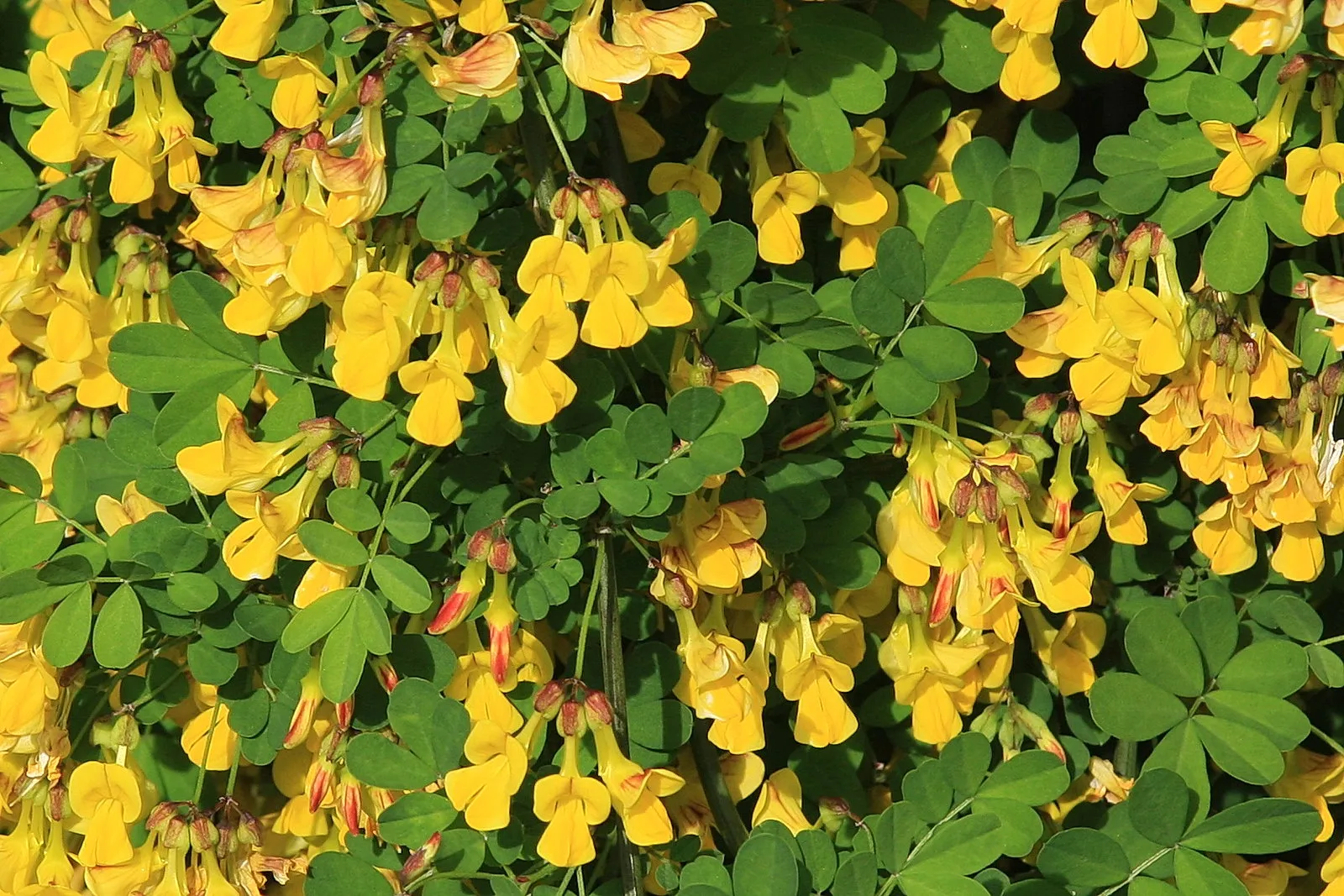 Siberian Pea Tree  Caragana arborescens  100 Seeds  USA Company