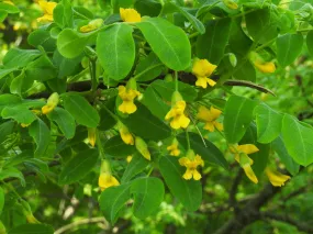 Siberian Pea Tree  Caragana arborescens  100 Seeds  USA Company