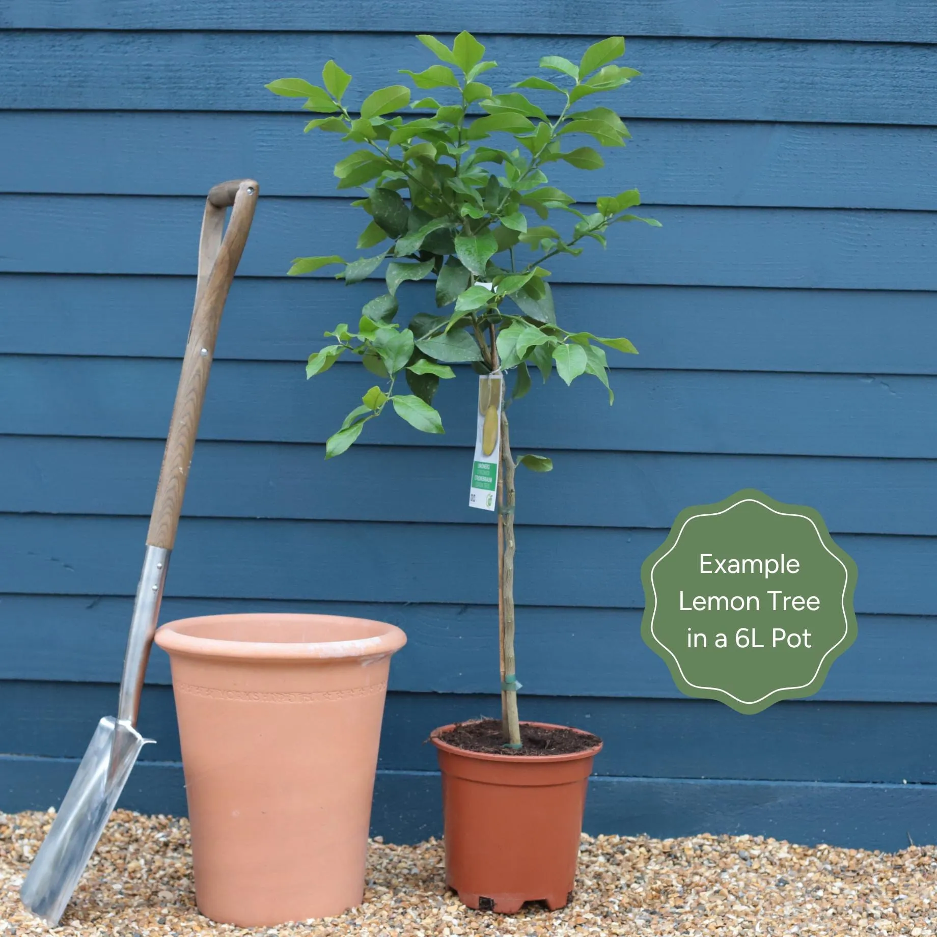 The Best Tree Gifts