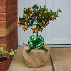The Best Tree Gifts