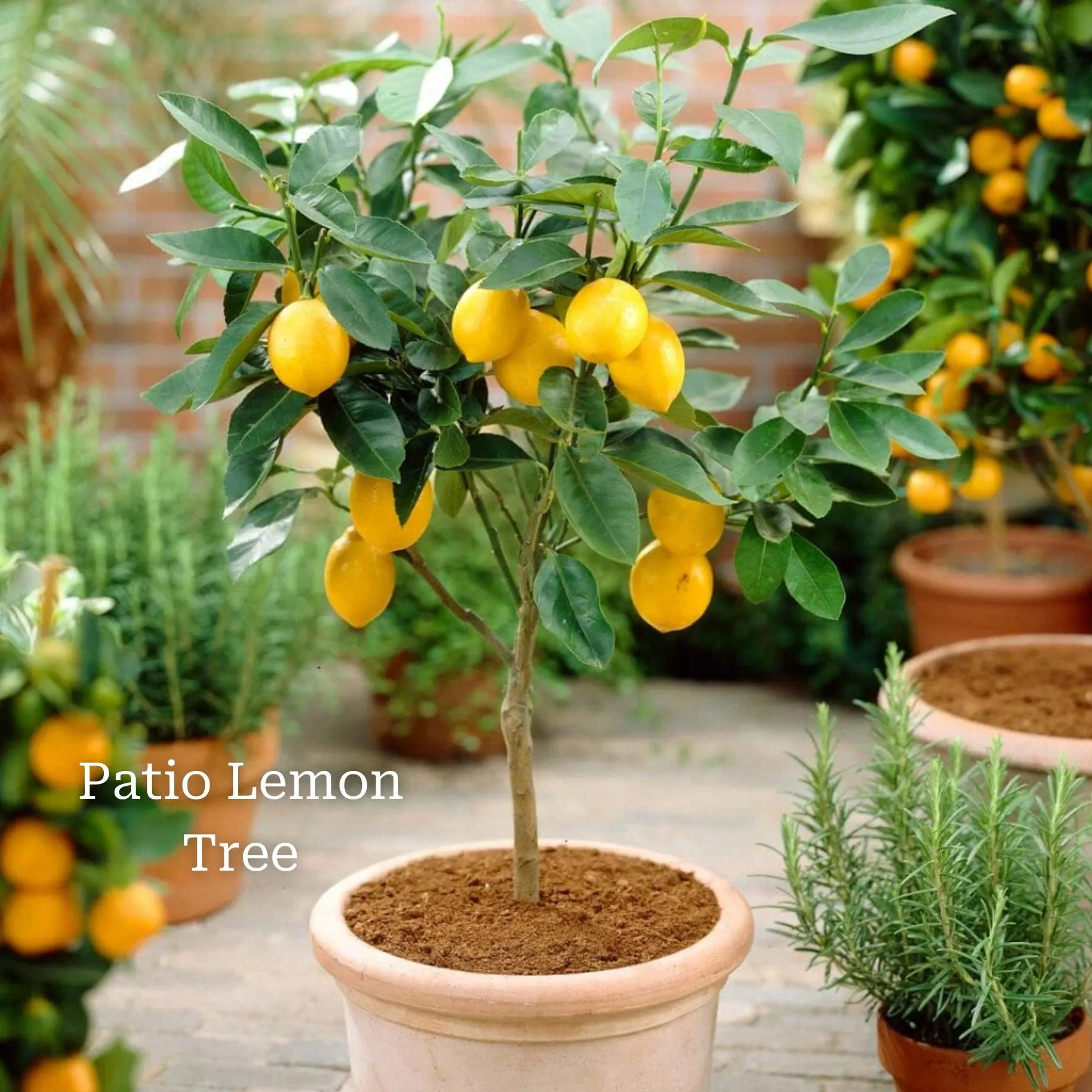 The Best Tree Gifts