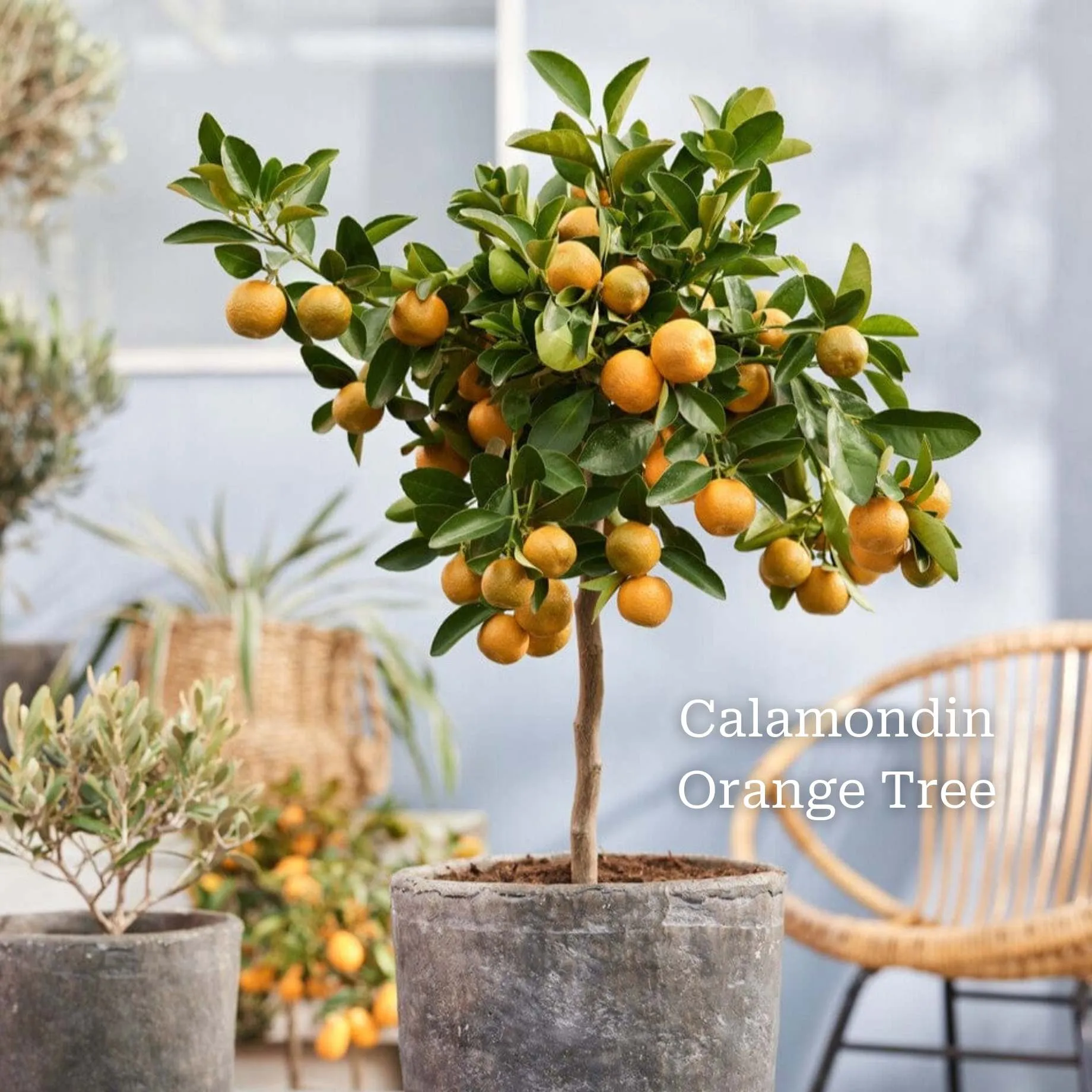 The Best Tree Gifts