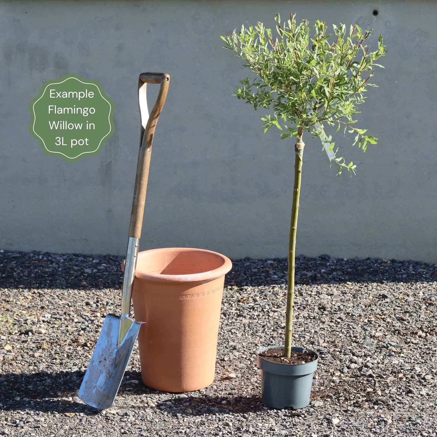 The Best Tree Gifts