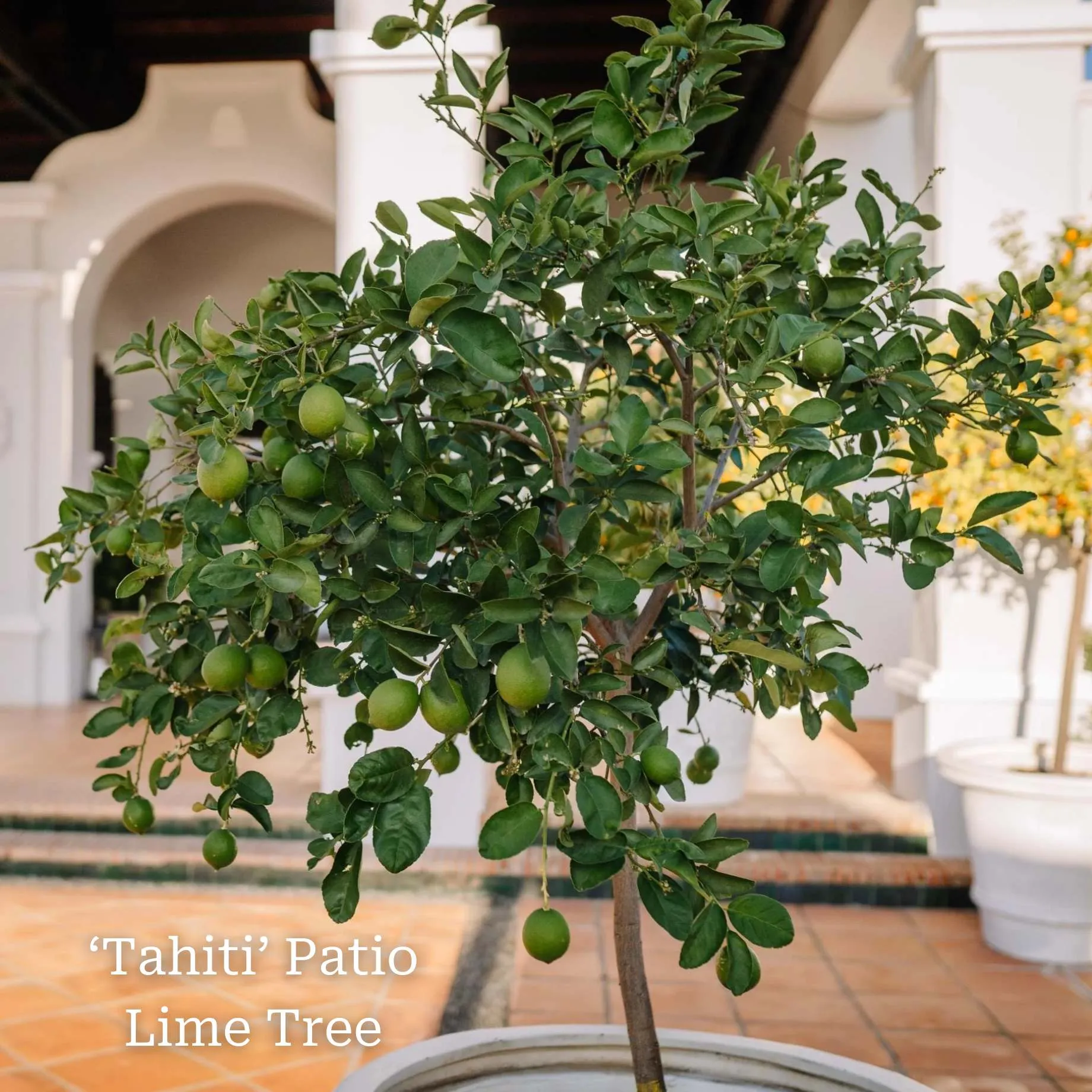 The Best Tree Gifts