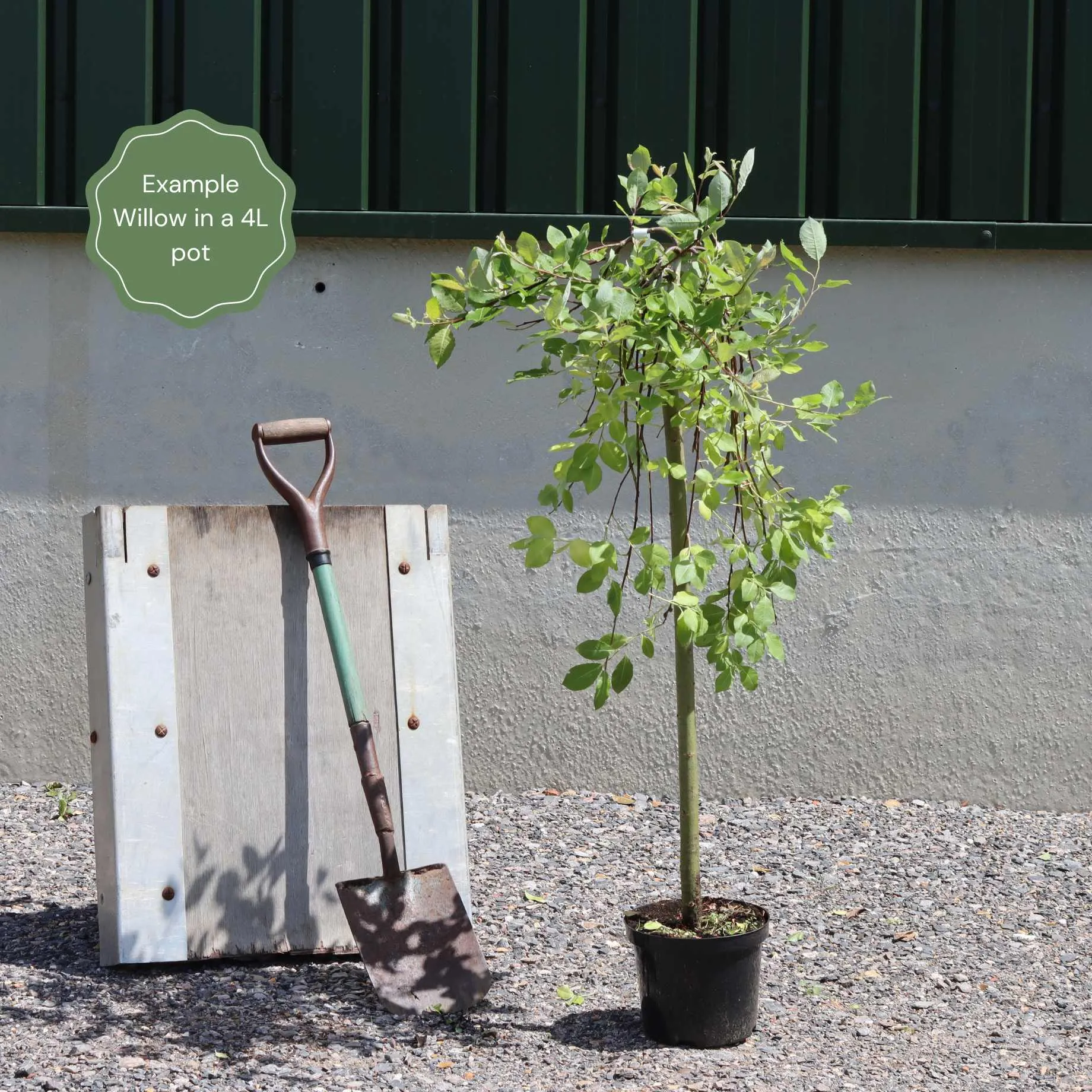 The Best Tree Gifts