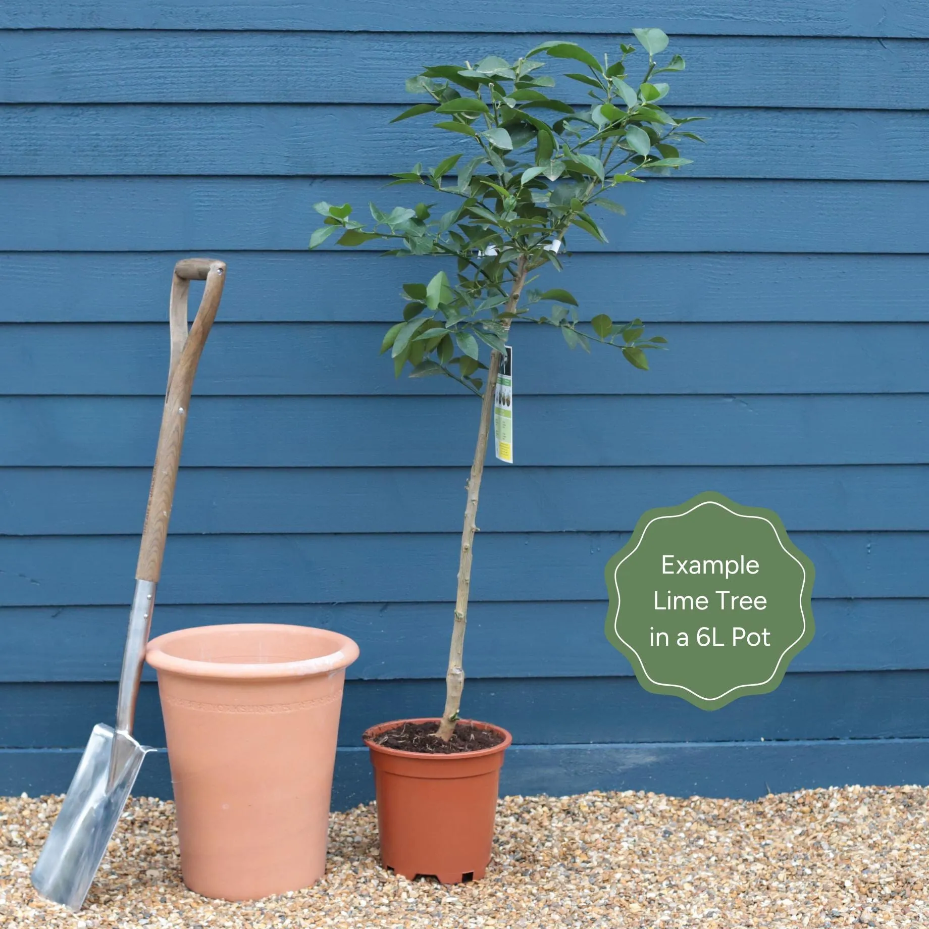 The Best Tree Gifts