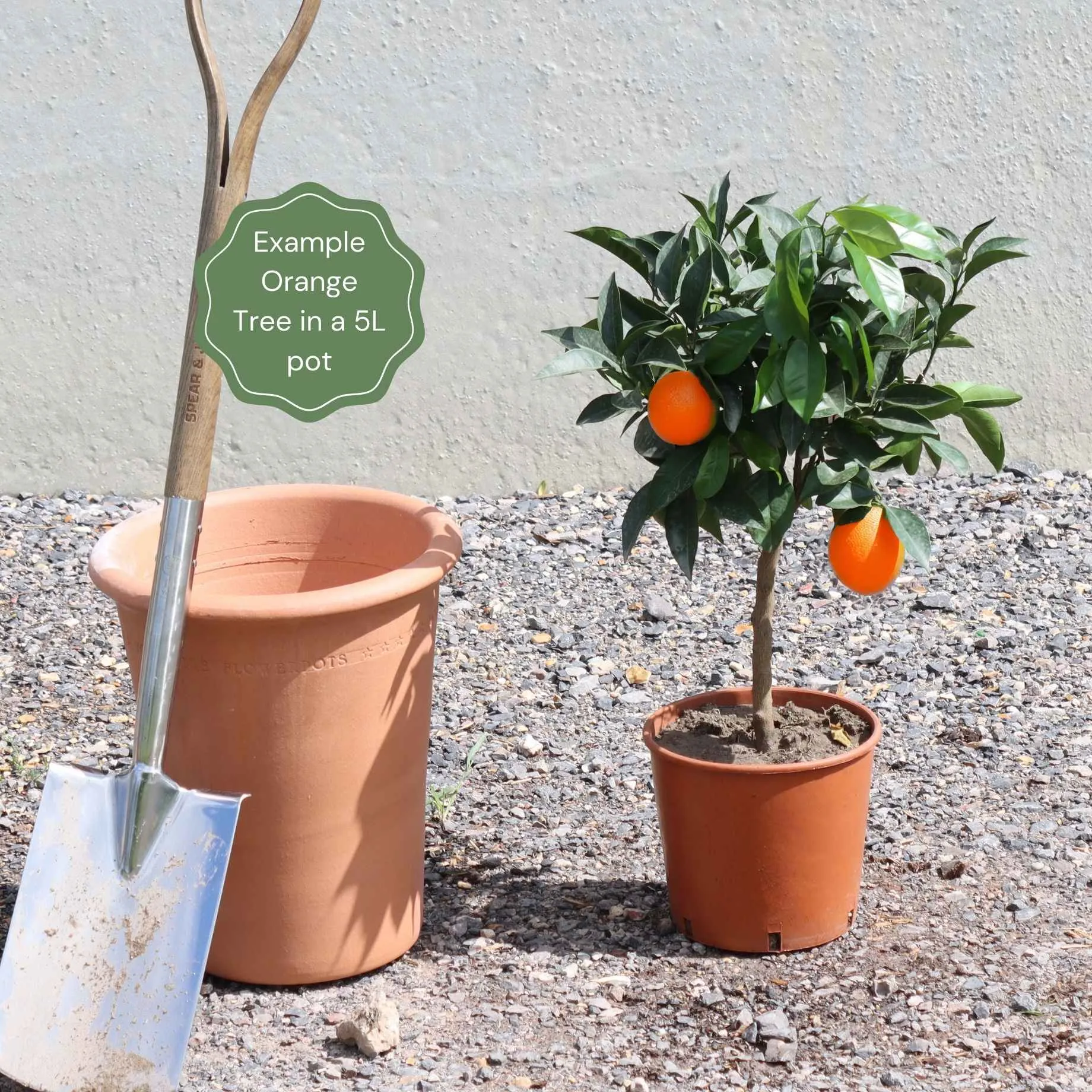 The Best Tree Gifts