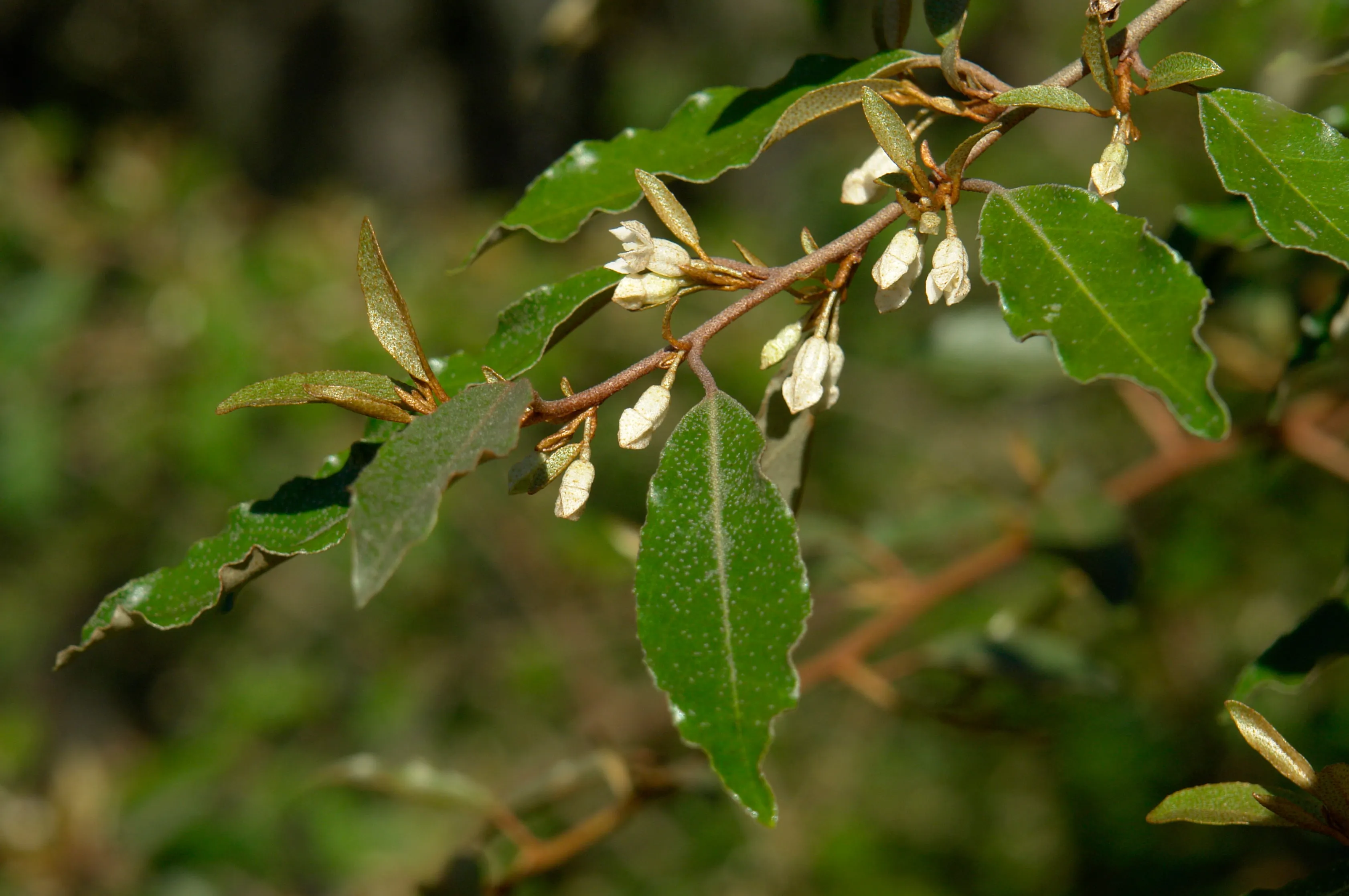 Thorny Olive Elaeagnus pungens 20 Seeds  USA Company
