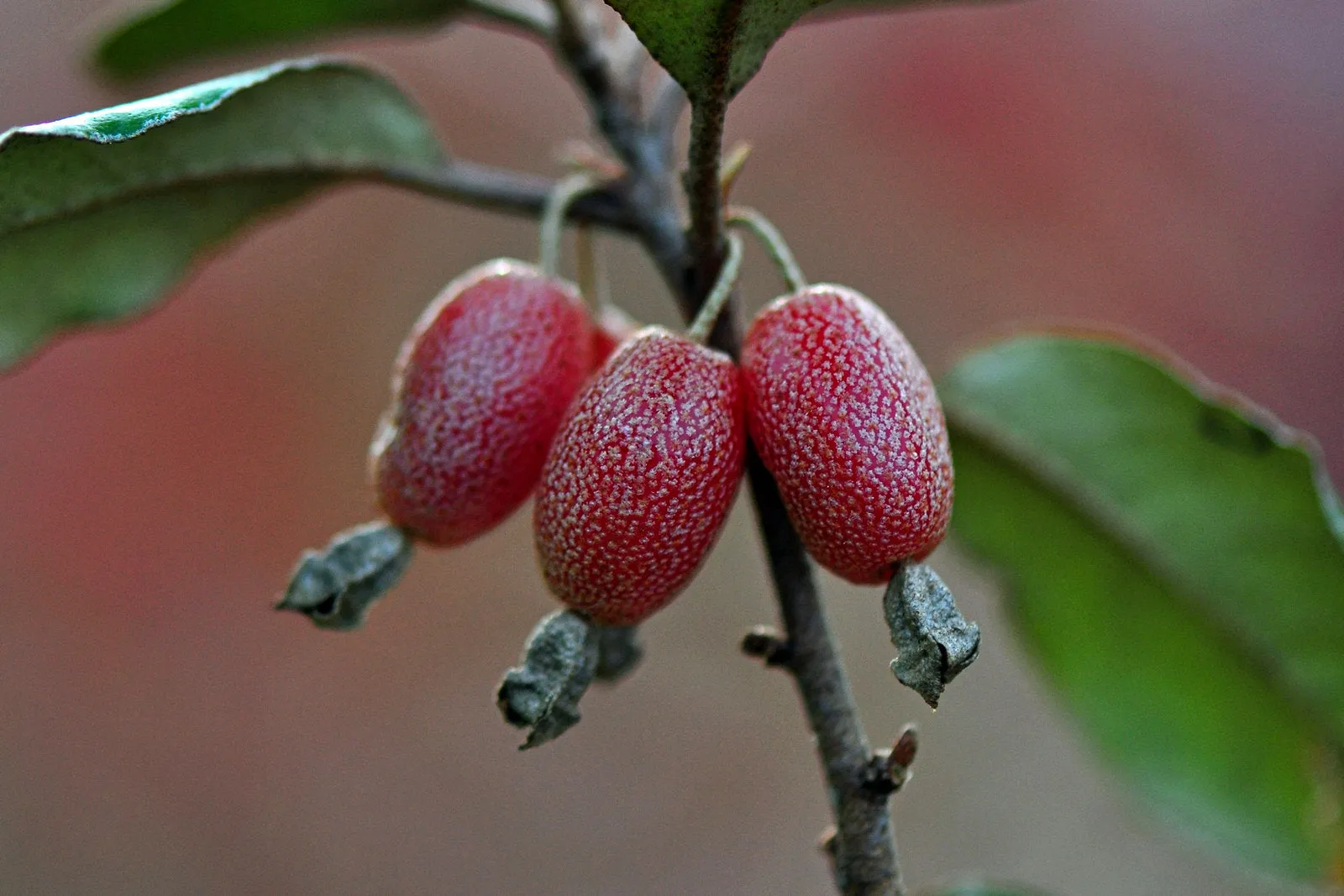 Thorny Olive Elaeagnus pungens 20 Seeds  USA Company