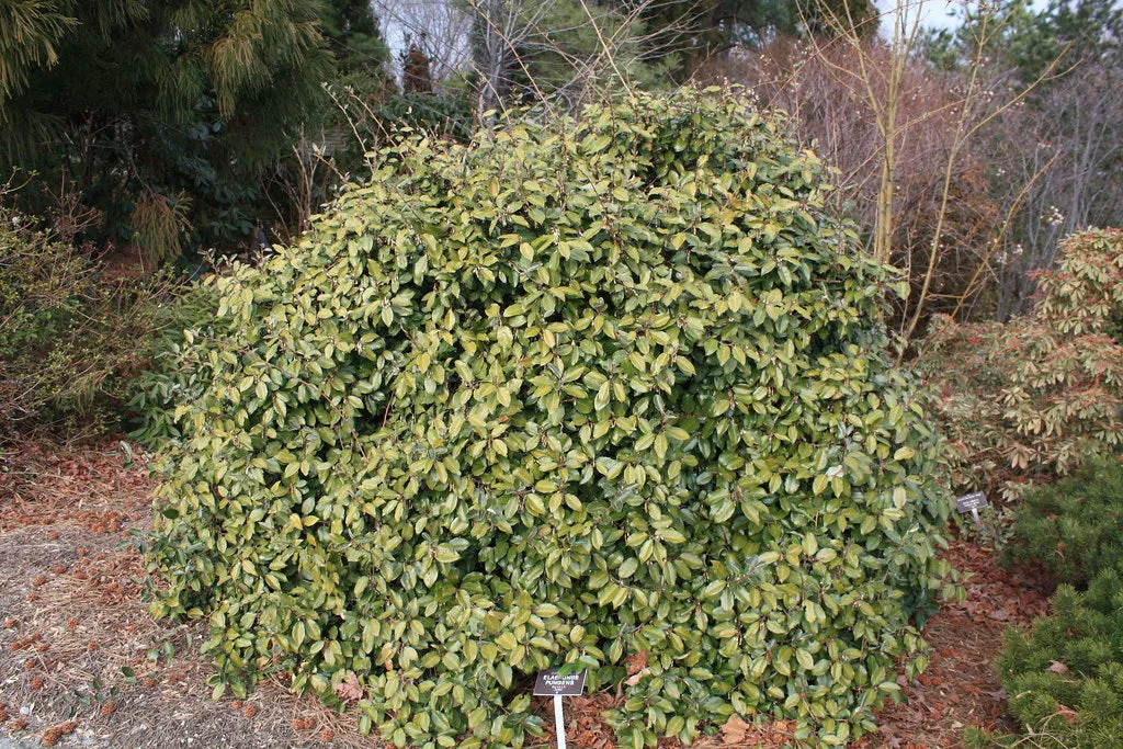 Thorny Olive Elaeagnus pungens 20 Seeds  USA Company
