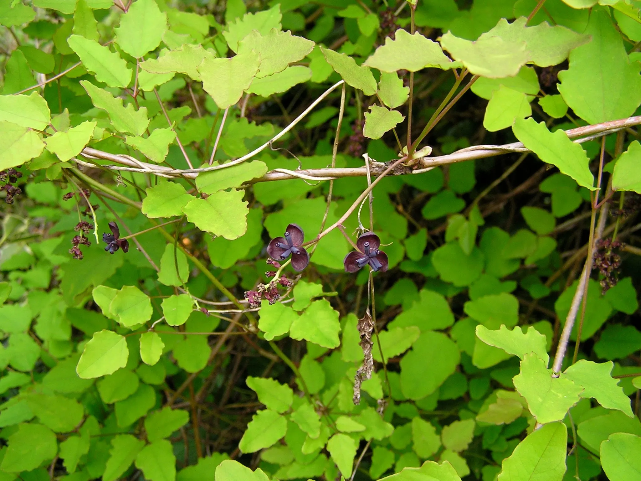 Three Leaf Akebia Chocolate Vine Akebia trifoliata 10 Seeds  USA Company